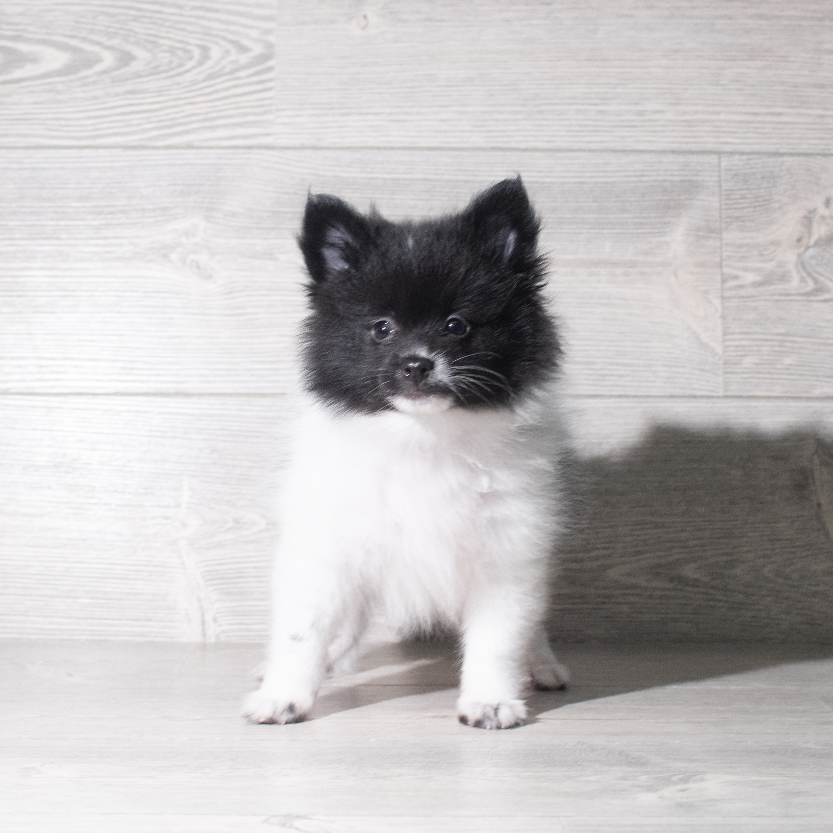 Pomeranian (M) 5883 Image #1