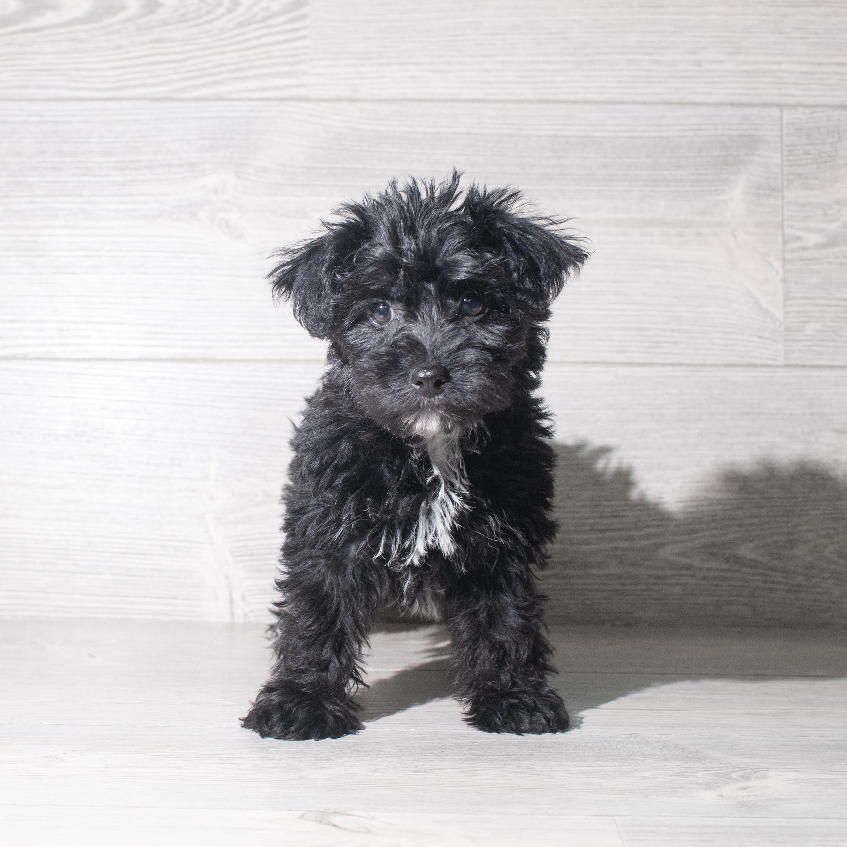 Yochon (M) 5884 Image #1