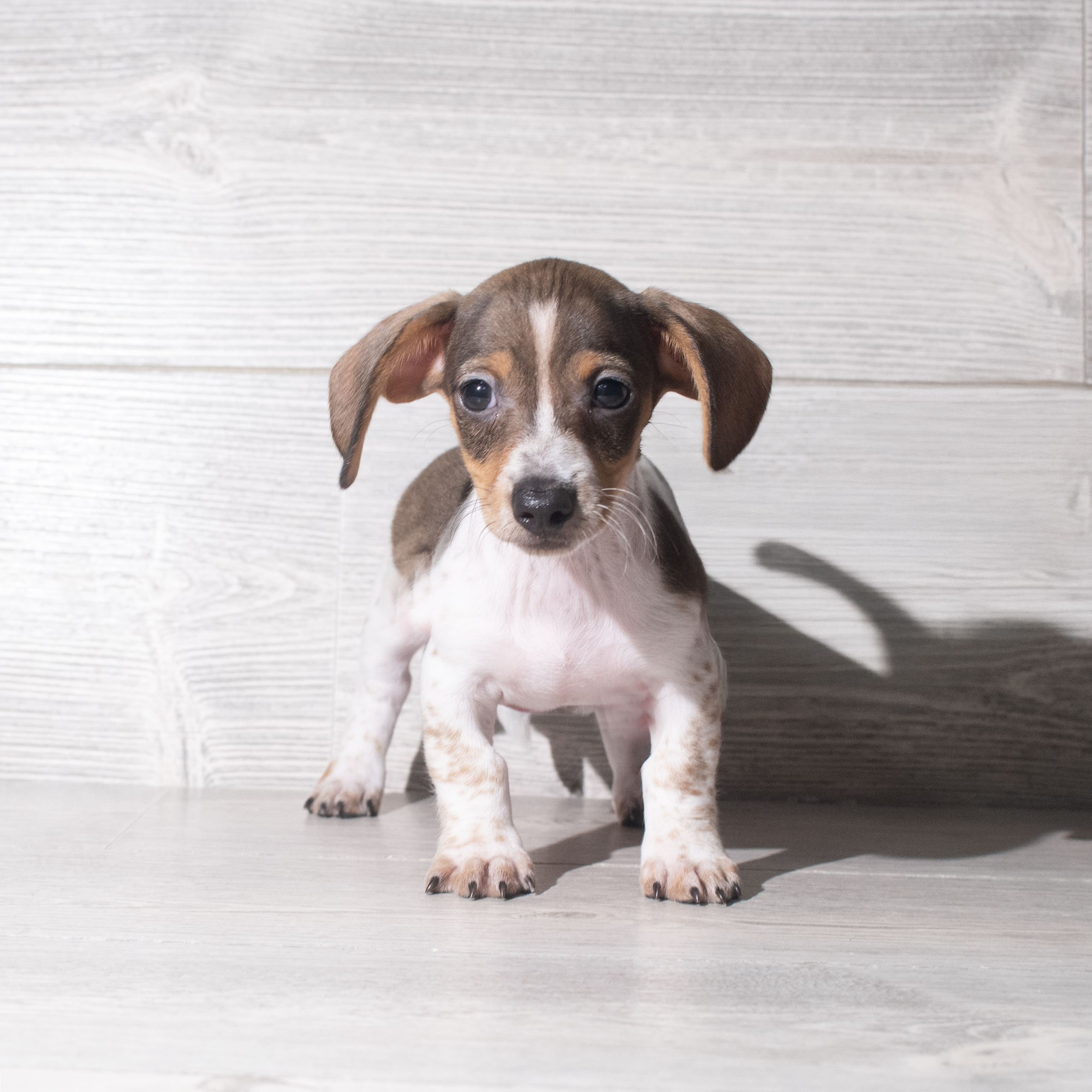 Dachshund (M) 5885 Image #1