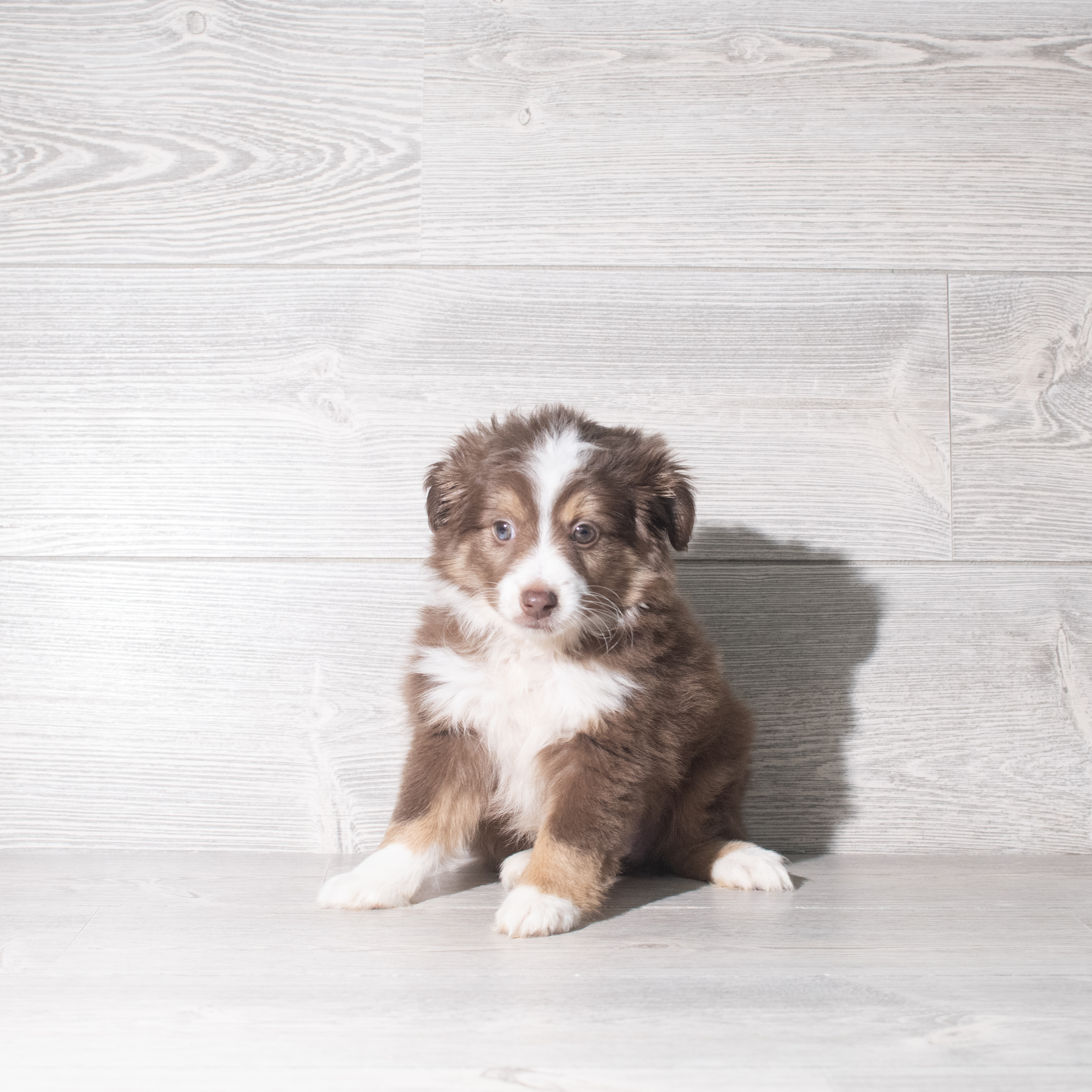 Toy Australian Shepherd (M) 5886 Image #1
