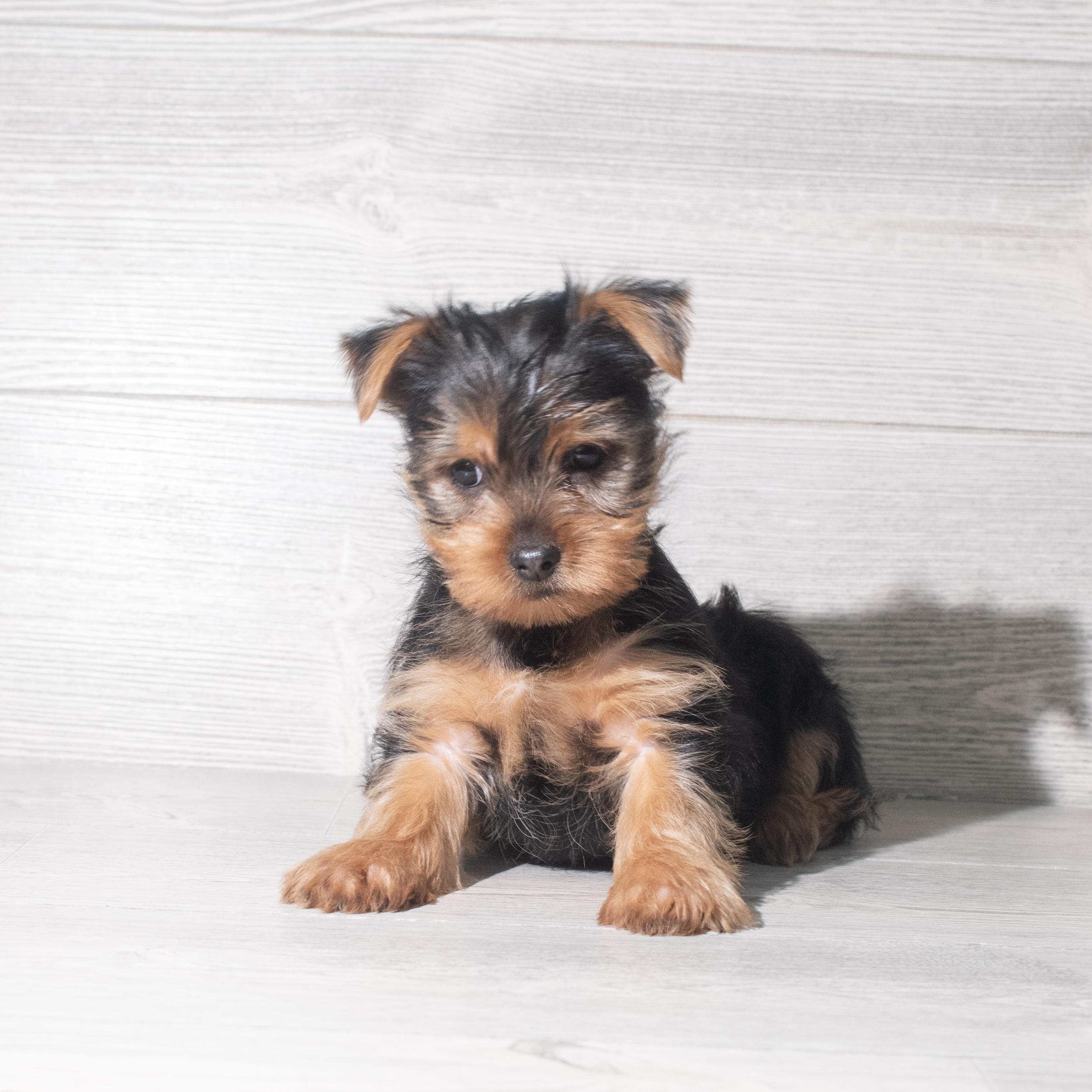 Yorkshire Terrier (M) 5888 Image #1