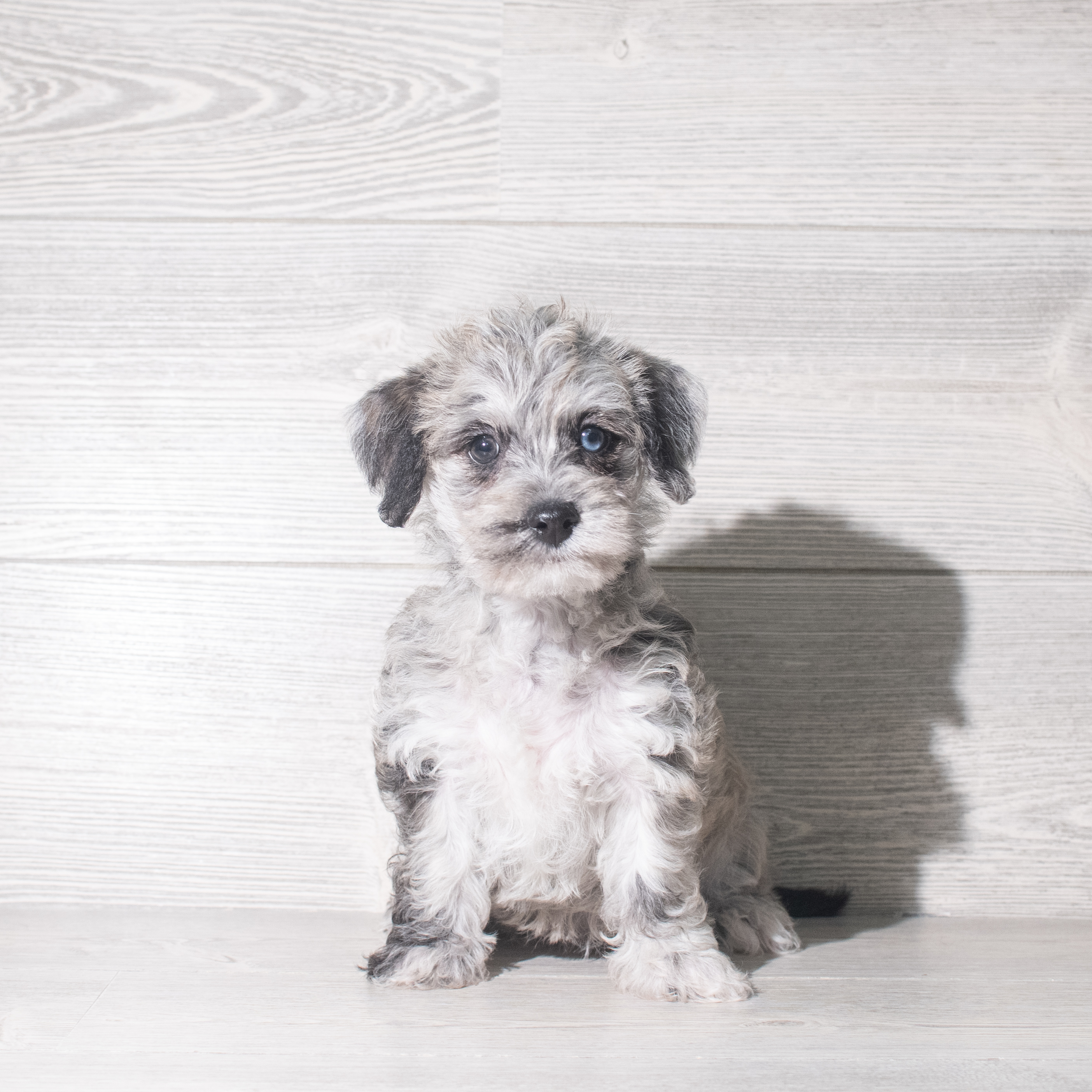 Westipoo (F) 5890 Image #1