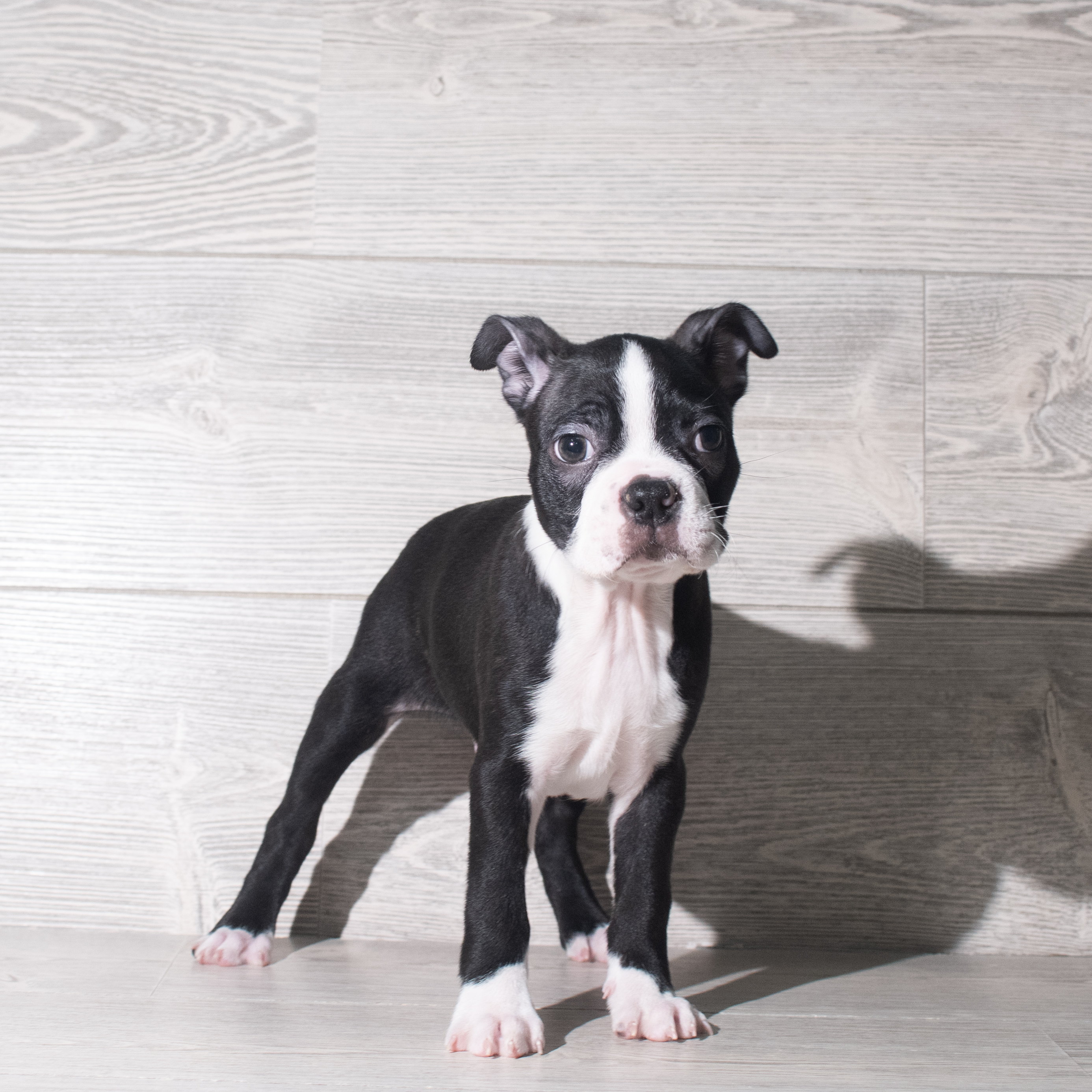 Boston Terrier (M) 5891 Image #1