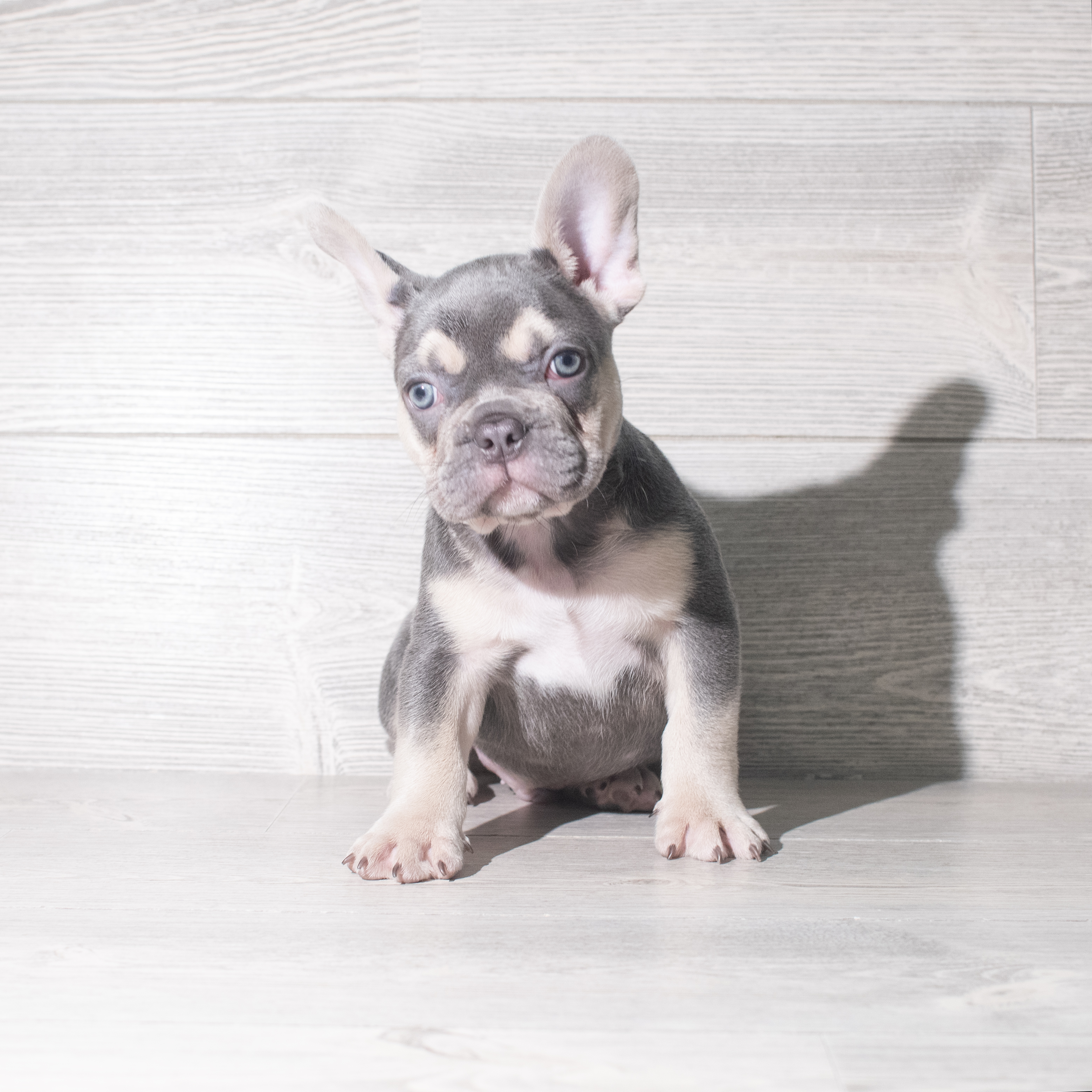French Bulldog (M) 5882 Image #1