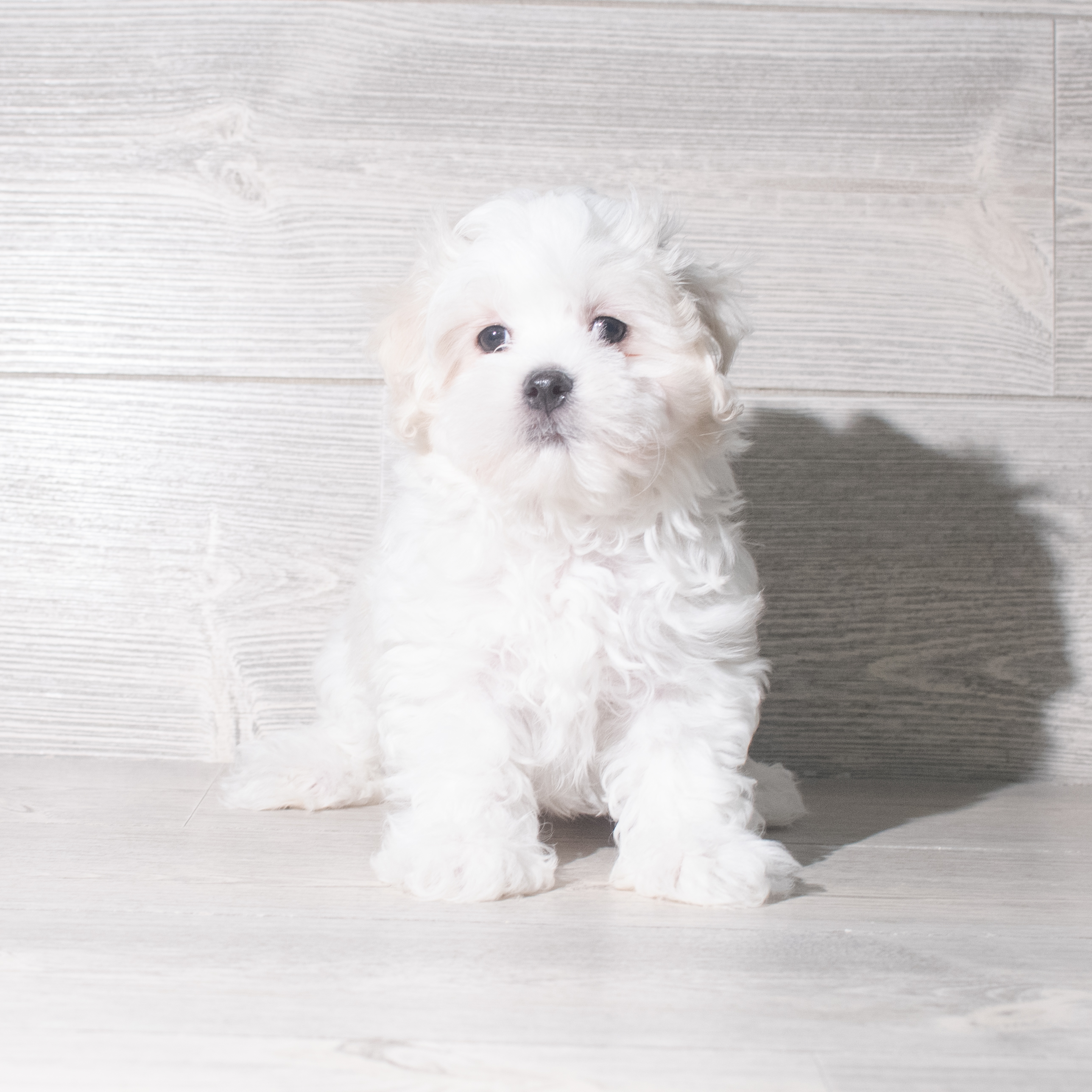 Maltese (M) 5897 Image #1