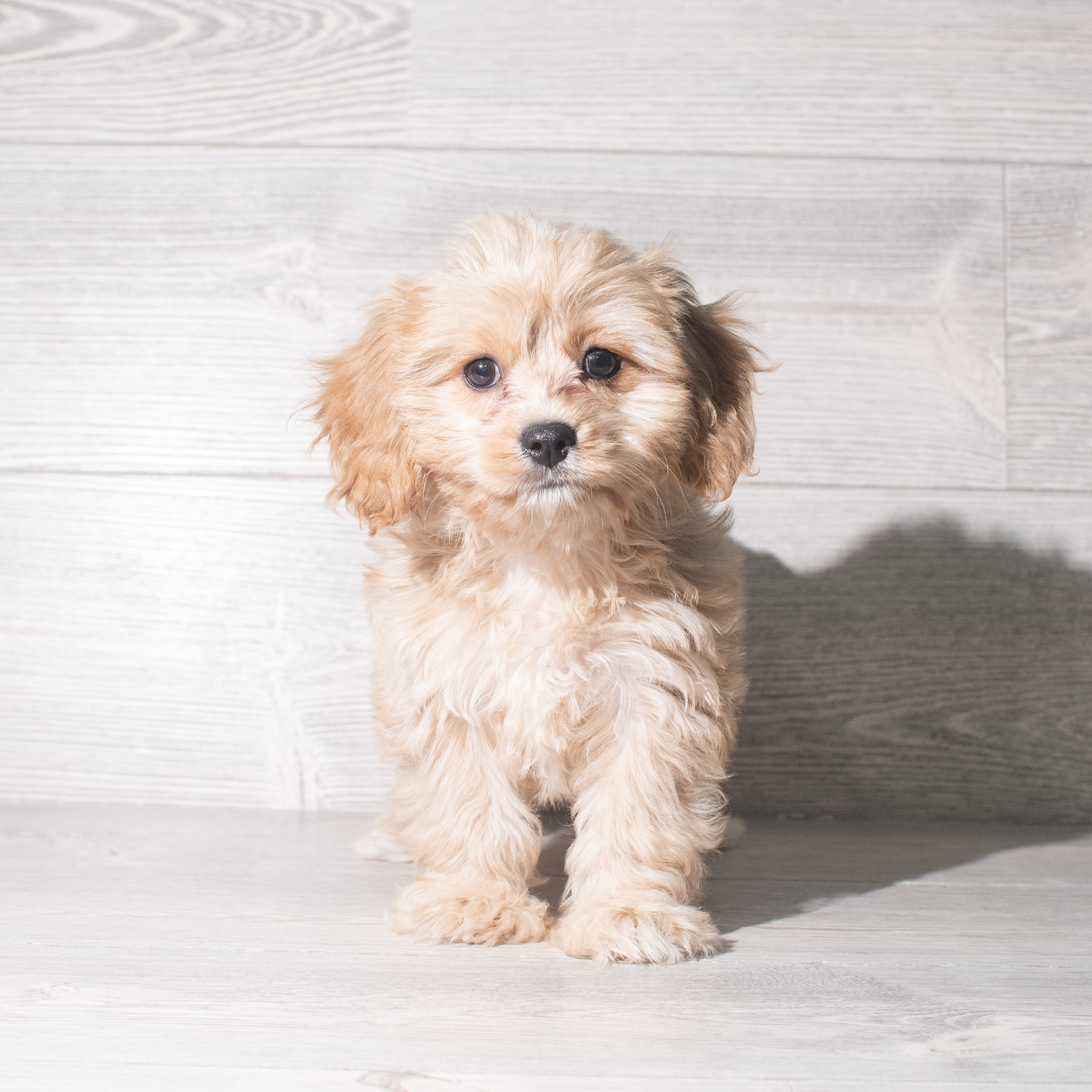 Cavachon (F) 5900 Image #1