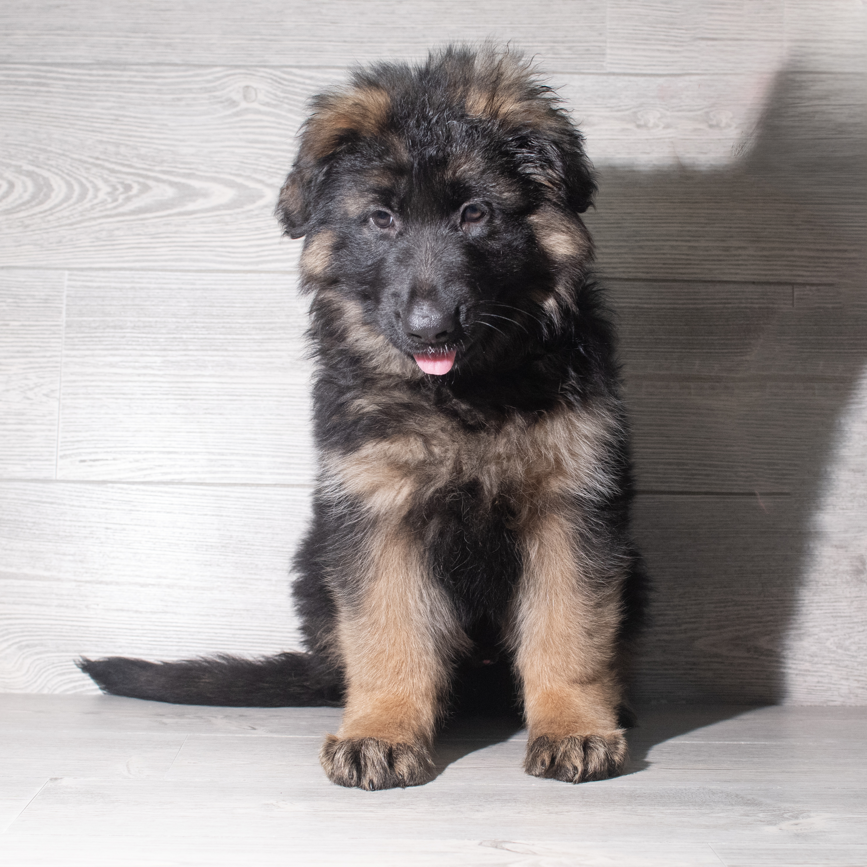 German Shepherd Dog (M) 5901 Image #1
