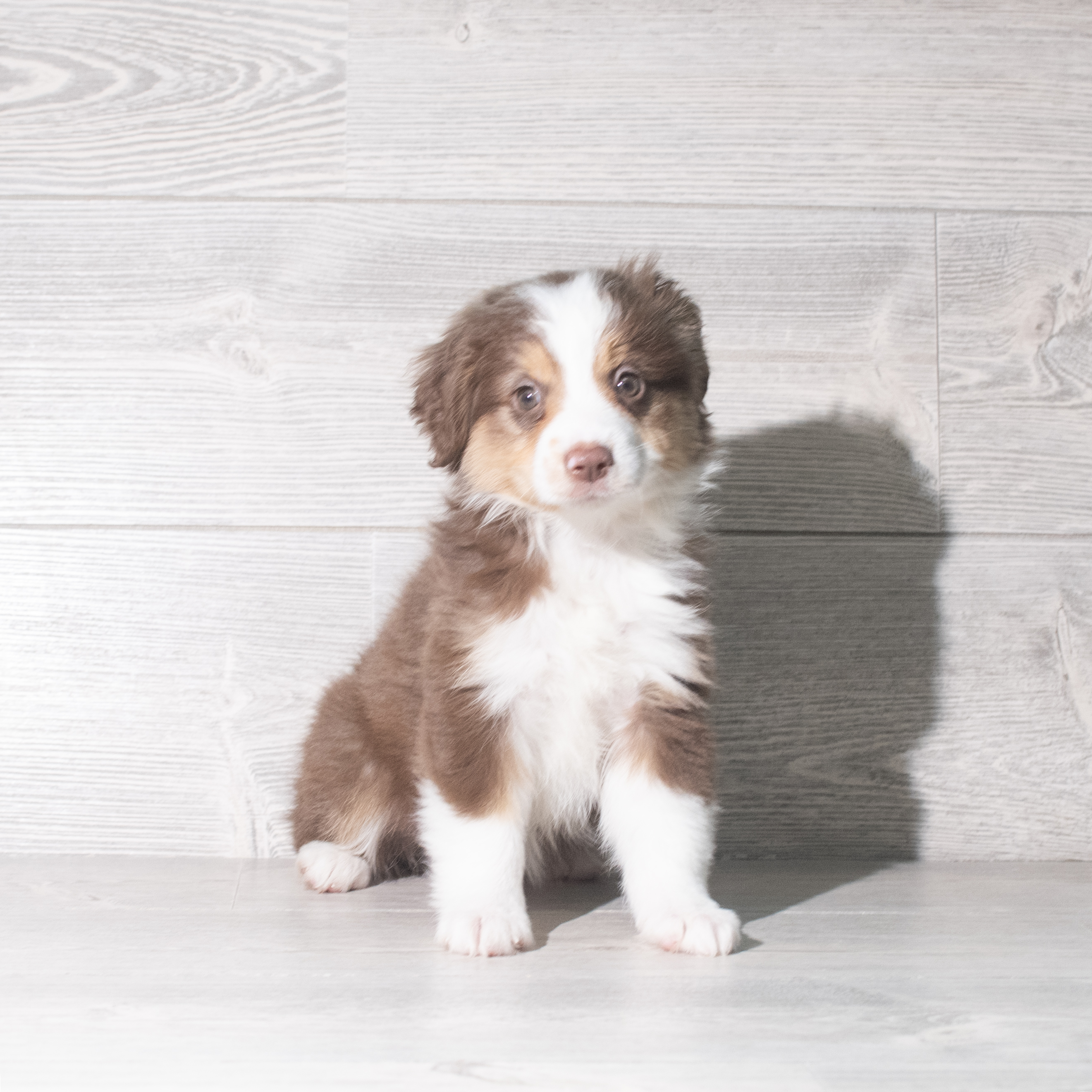 Miniature Australian Shepherd (F) 5902 Image #1