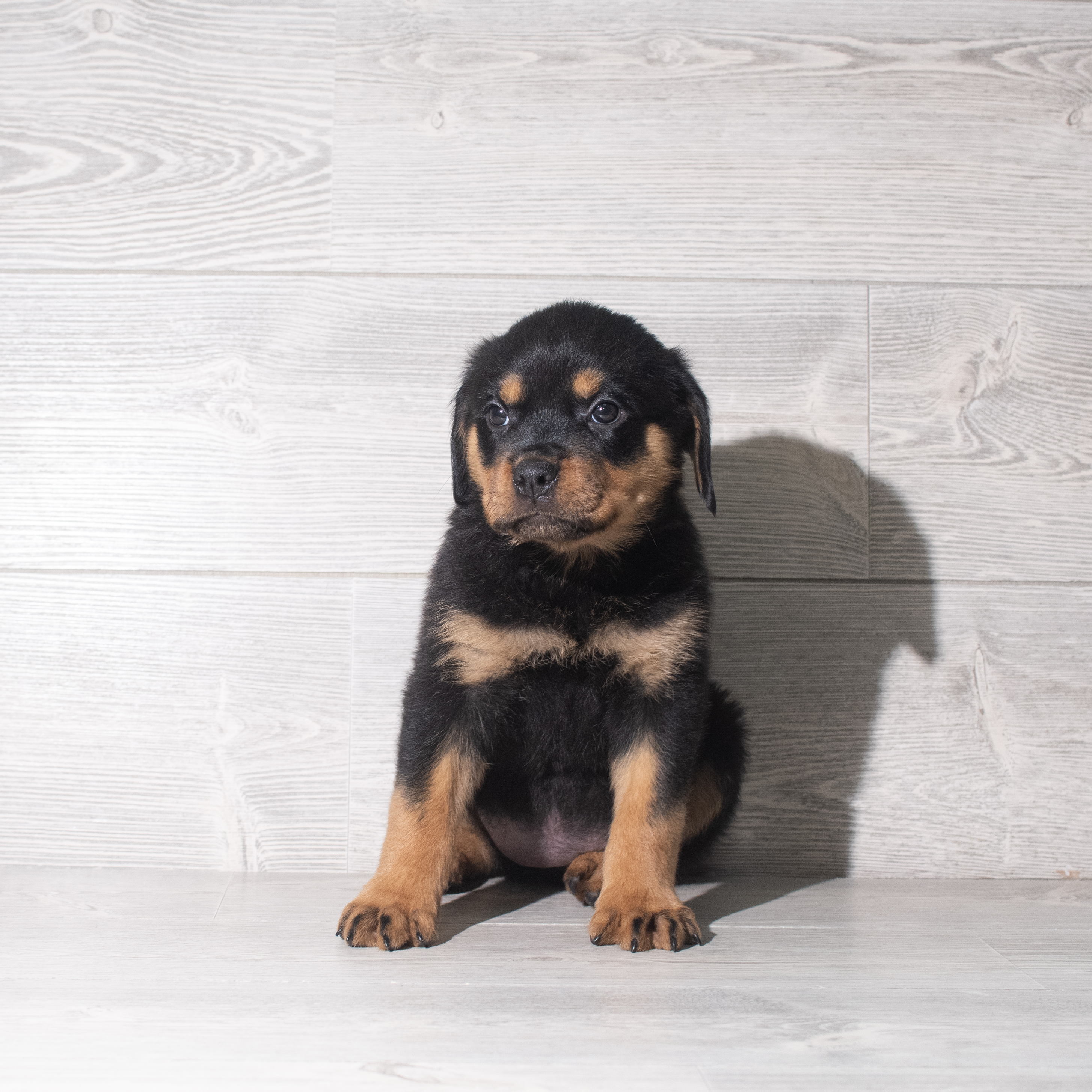 Rottweiler (F) 5903 Image #1
