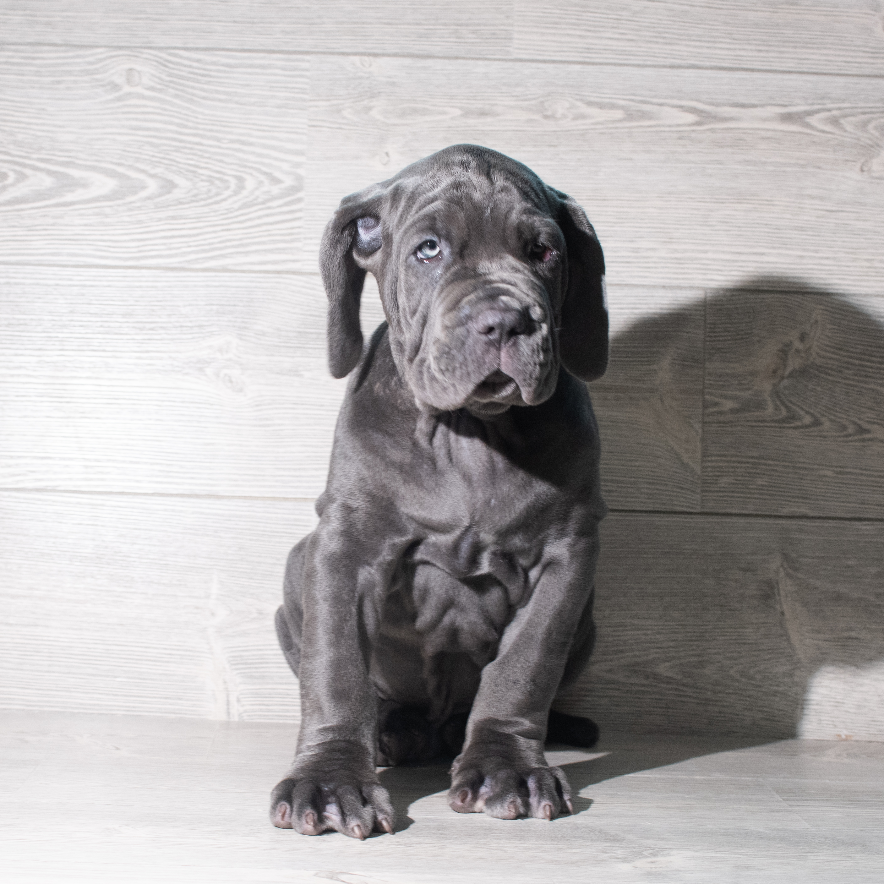 Neapolitan Mastiff (M) 5898 Image #1