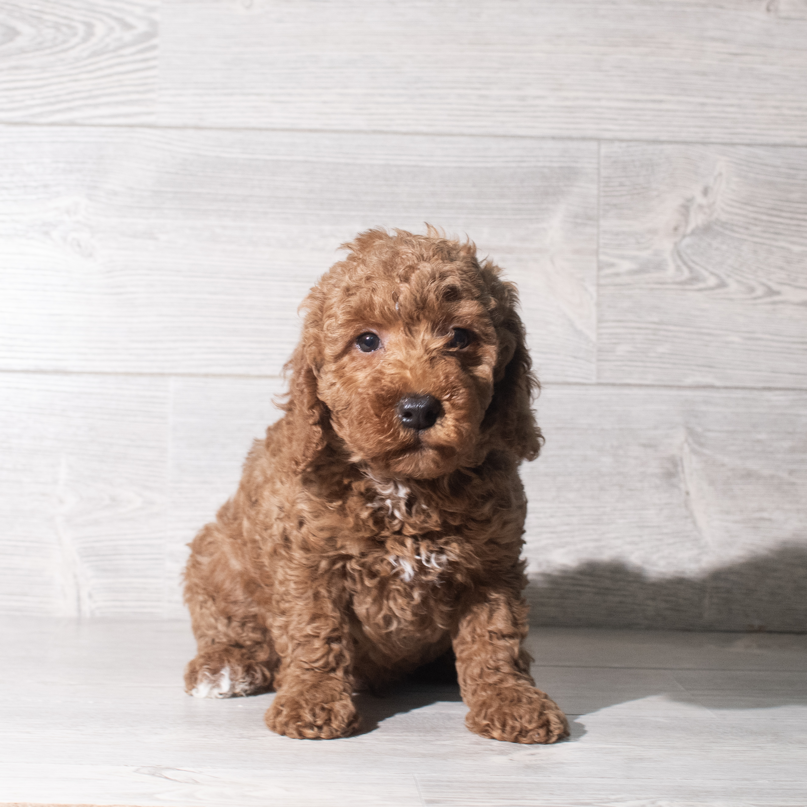 Poodle Mini (M) 5893 Image #1