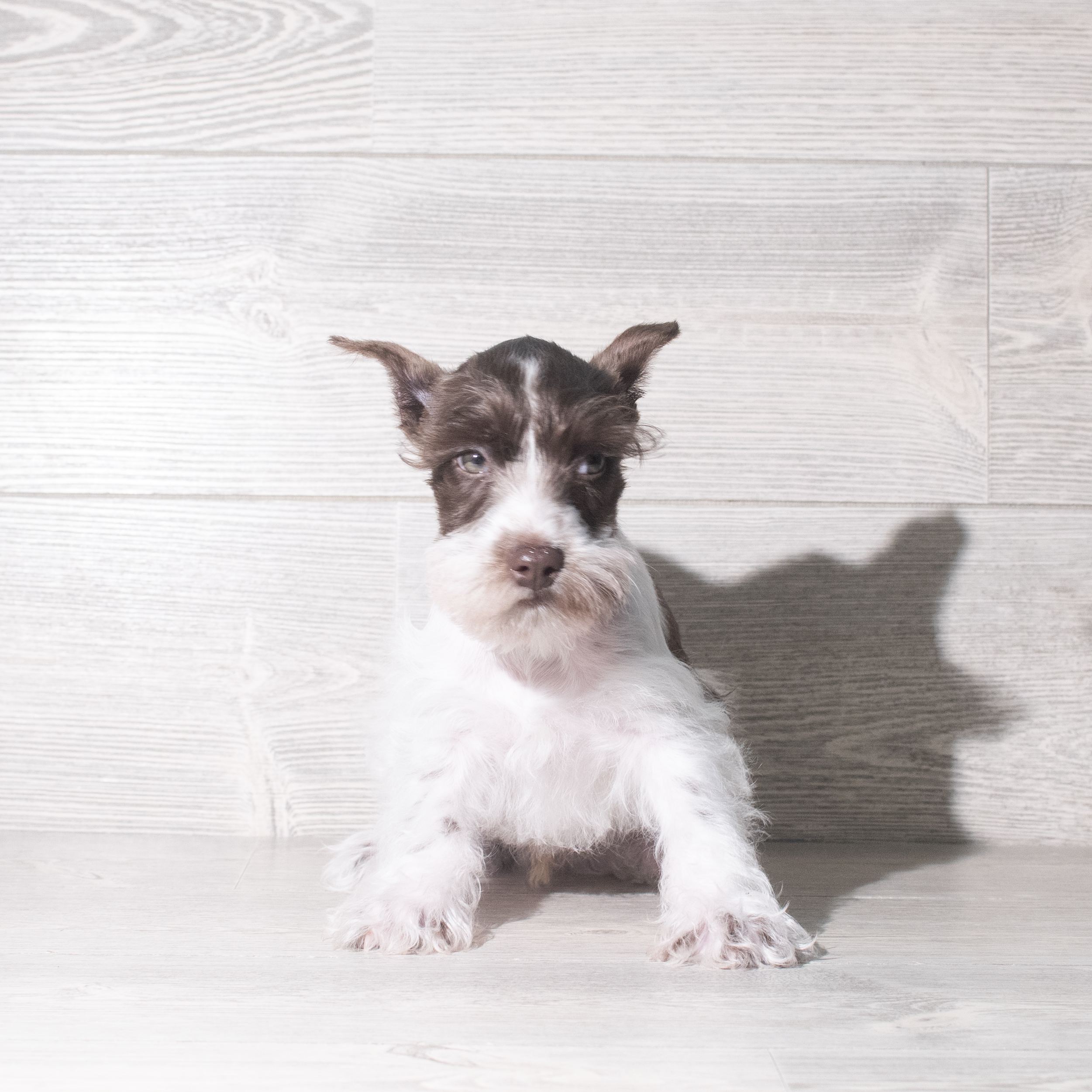 Miniature Schnauzer (M) 5867 Image #1