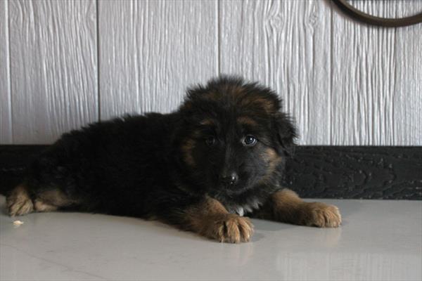 German Shepherd Dog (F) 2335 Image #1