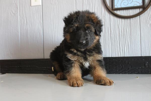 German Shepherd Dog (F) 5911 Image #1