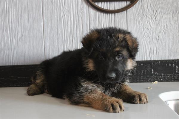 German Shepherd Dog (M) 5912 Image #1
