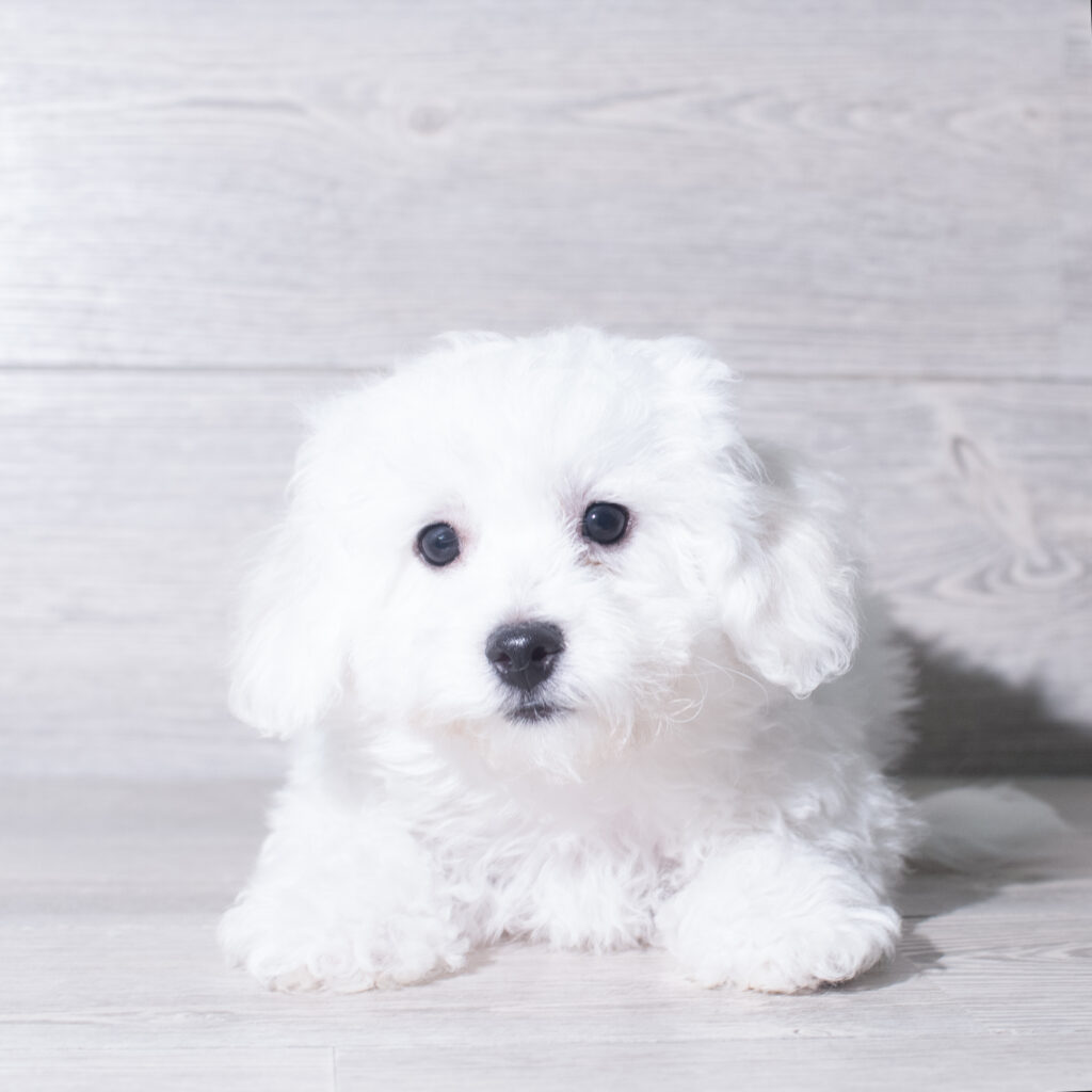 [#261015-01]  - White M Bichon Frise Puppies for Sale