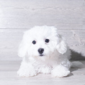 Petland Cleveland Bichon Frise puppy available