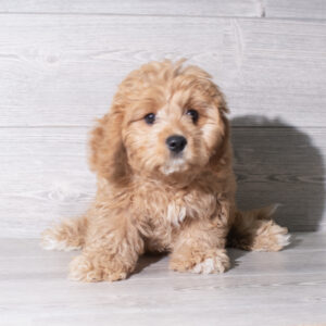 Petland Cleveland Cavachon puppy available