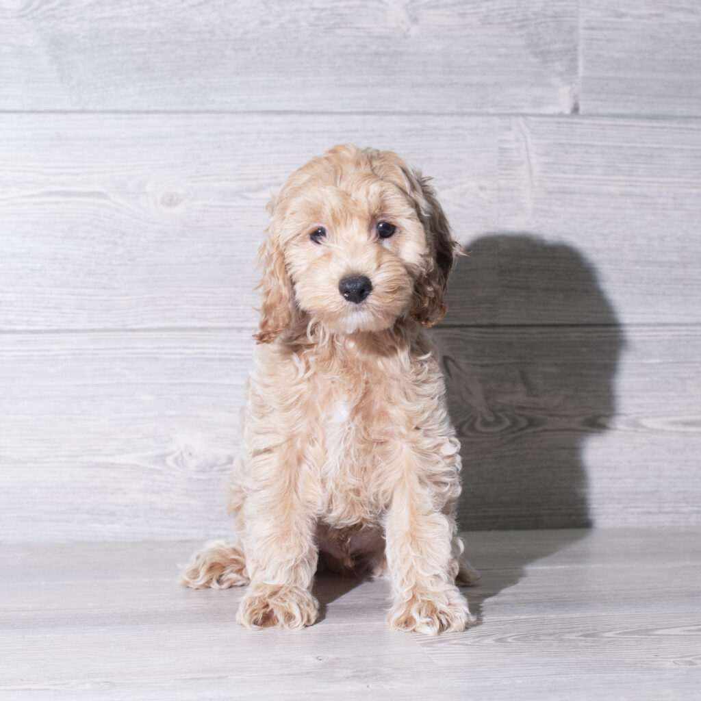 [#26781-04]  - Buff M Cock A Poo Puppies for Sale