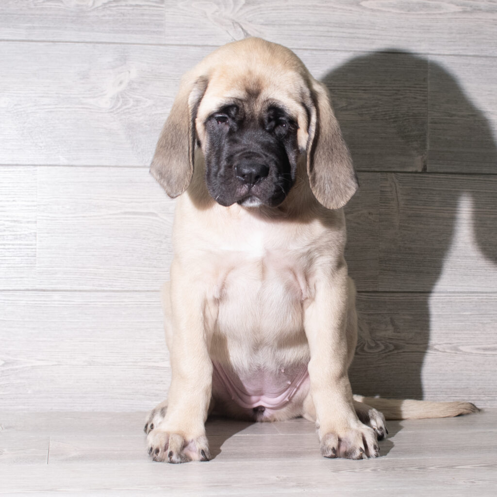 [#26131-05]  - Fawn F English Mastiff Puppies for Sale