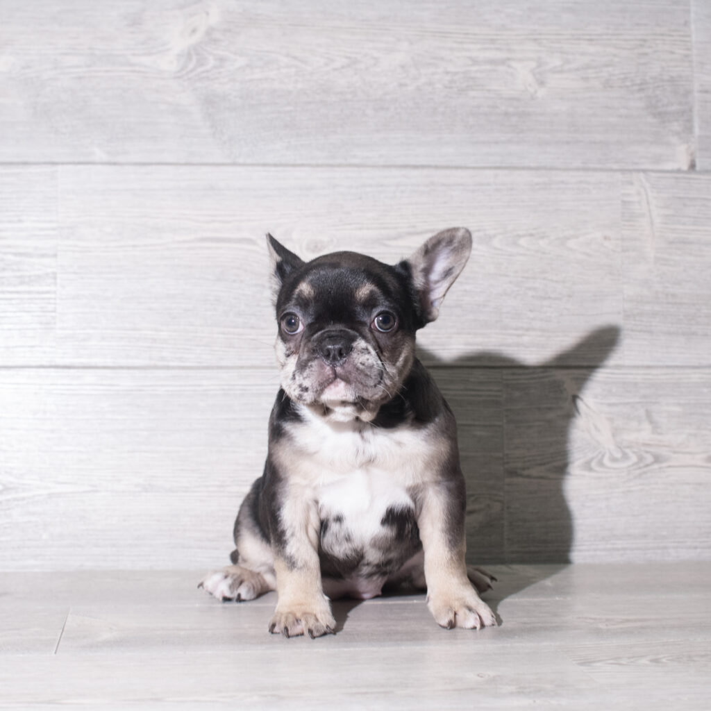 [#26903-02]  - Black Merle F French Bulldog Puppies for Sale