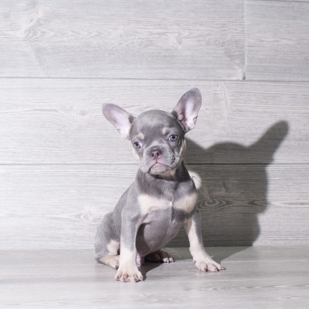 [#261147-01]  - Lilac / Tan M French Bulldog Puppies for Sale