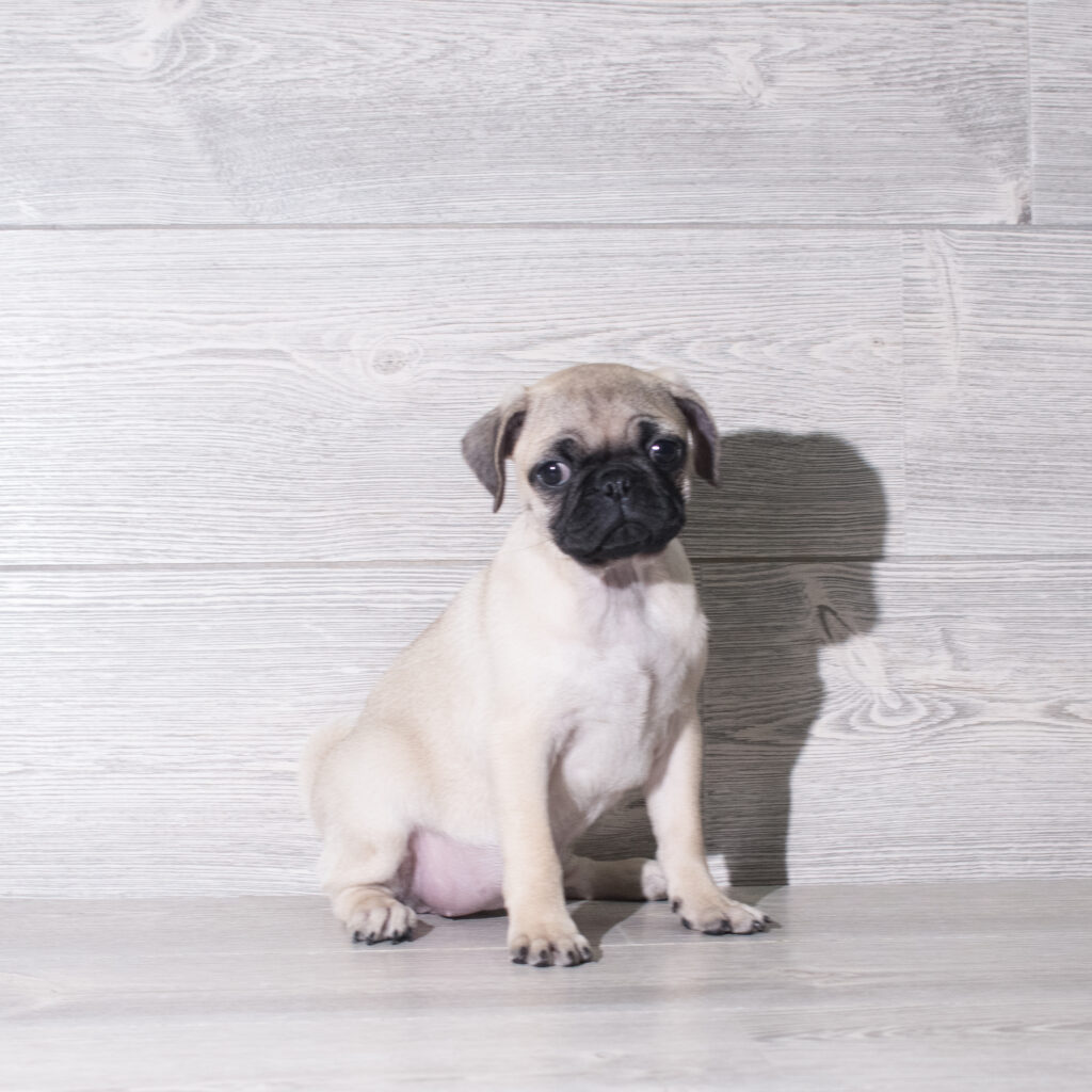 [#26900-05]  - Fawn F Pug Puppies for Sale