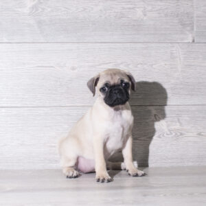 Pug (F) 5982