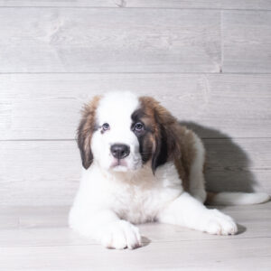 Saint Bernard (M) 5988