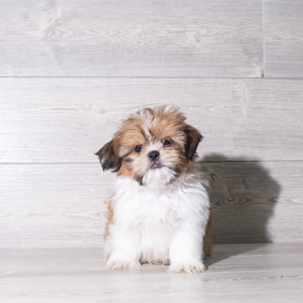 [#26901-03]  - Red / White M Shih Tzu Puppies for Sale