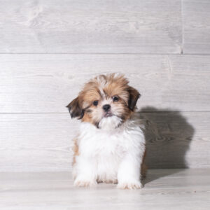 Petland Cleveland Shih Tzu puppy available