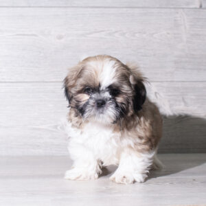 Shih Tzu (M) 6004