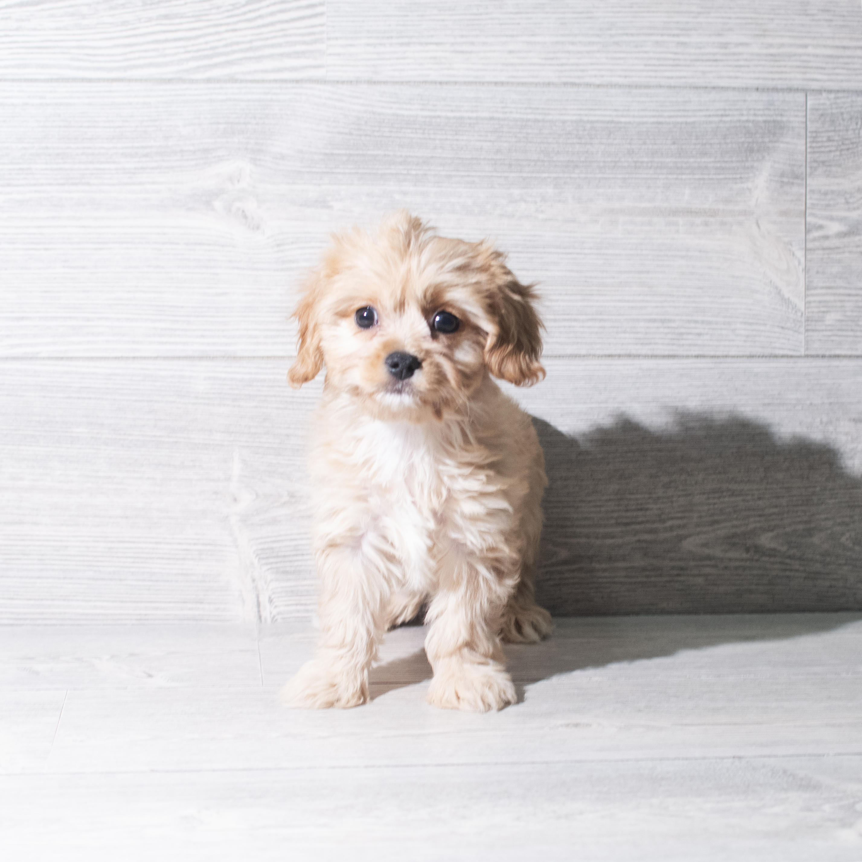 Cavachon (F) 5906 Image #1