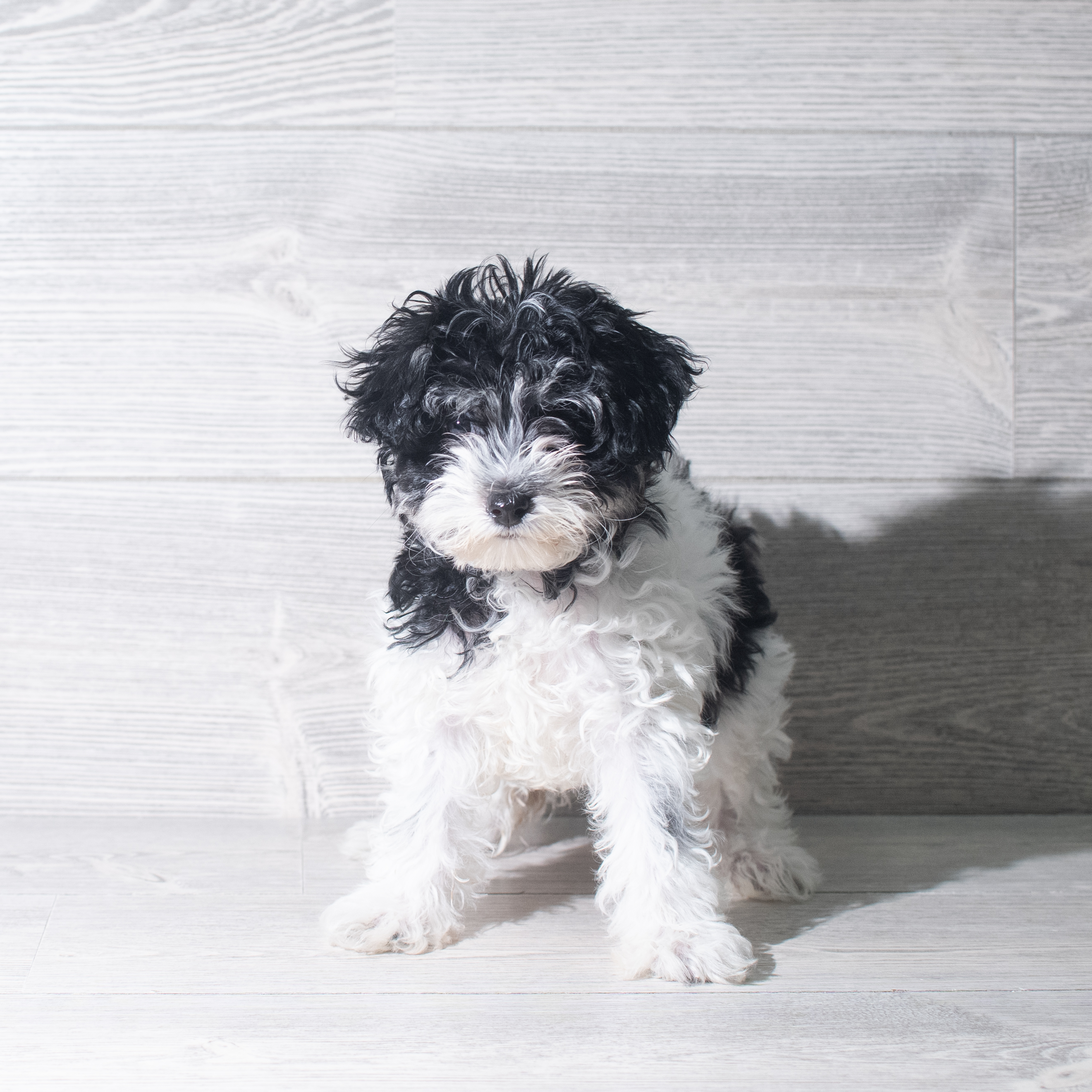 Maltipoo (F) 5913 Image #1
