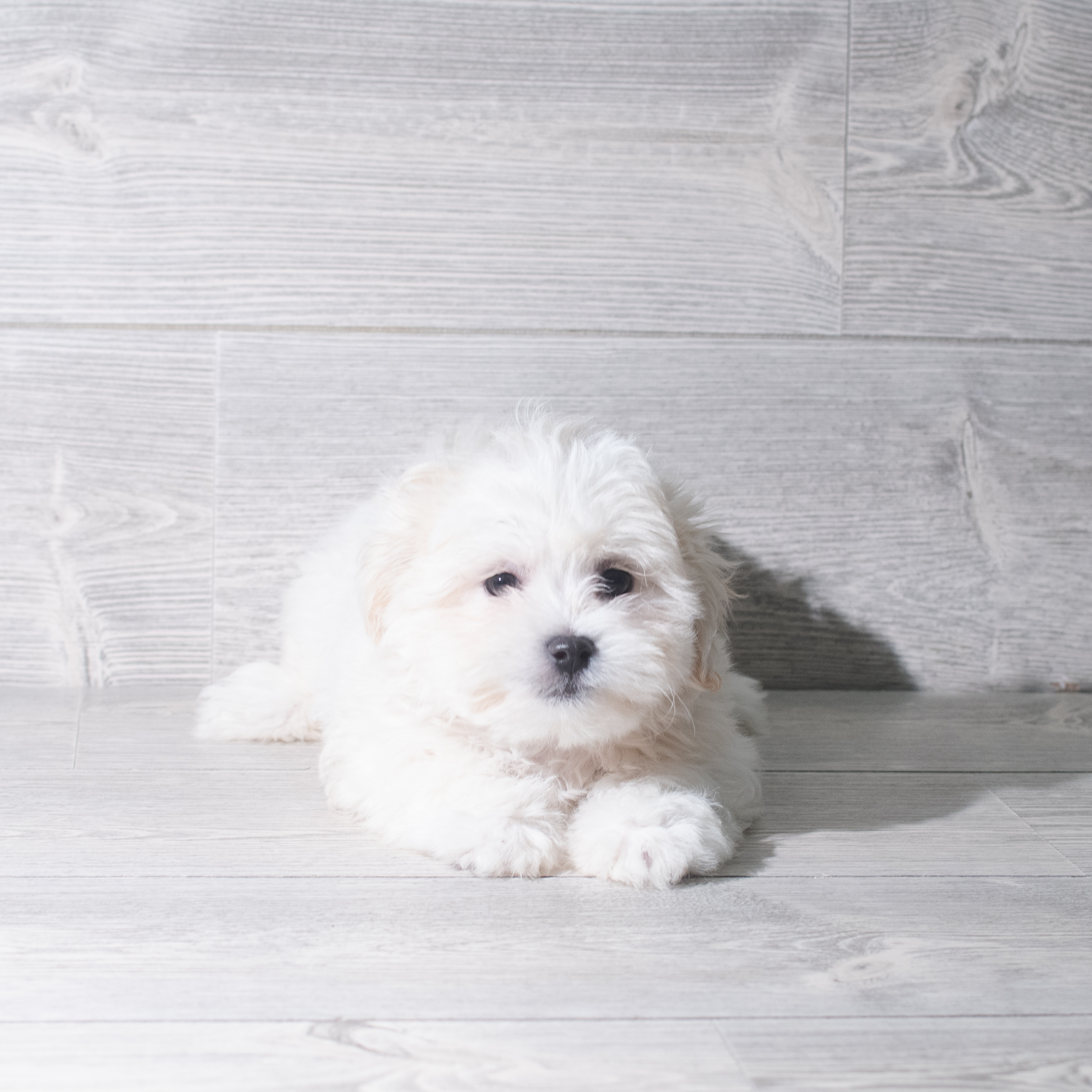 Teddy Bear (M) 5916 Image #1