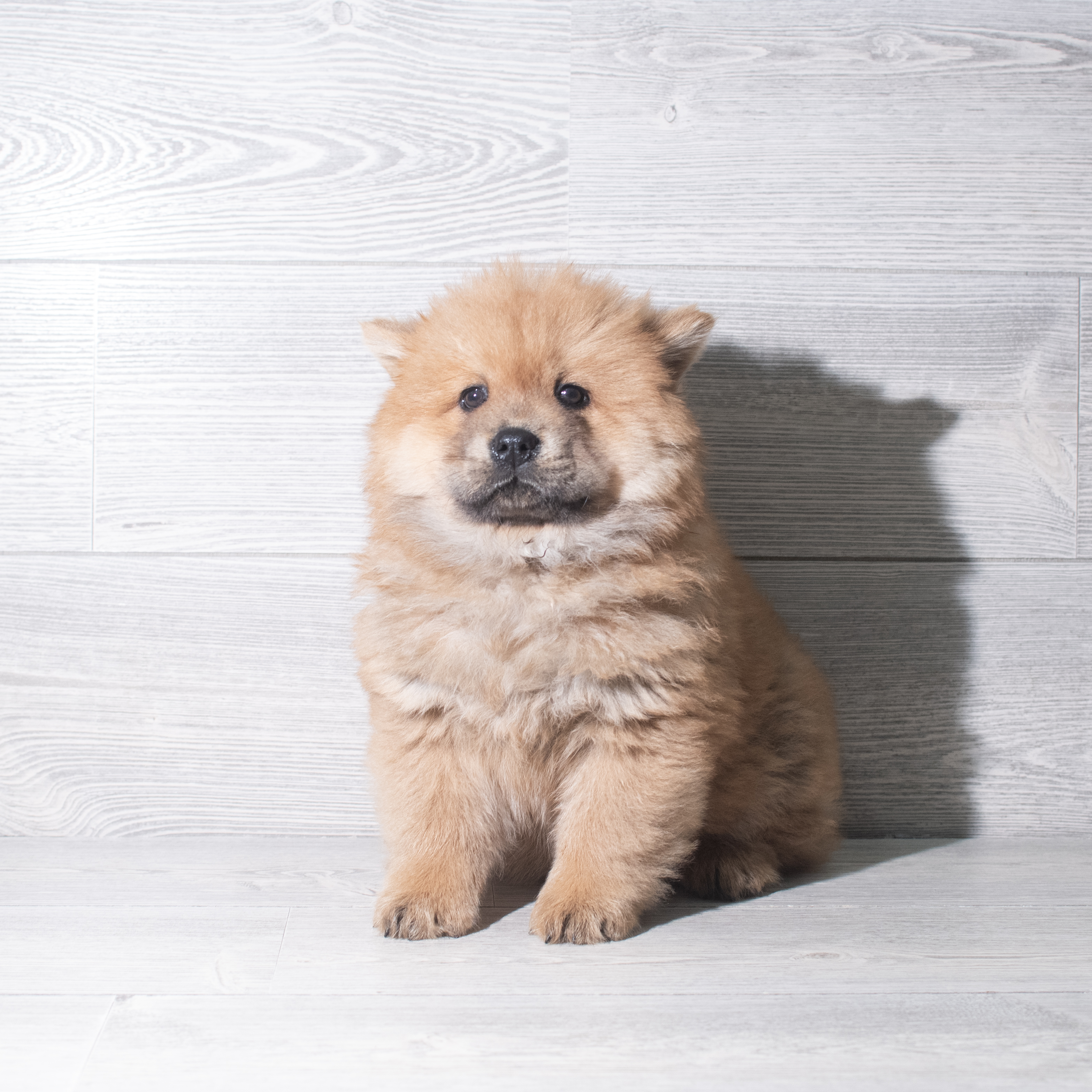 Chow Chow (F) 5908 Image #1