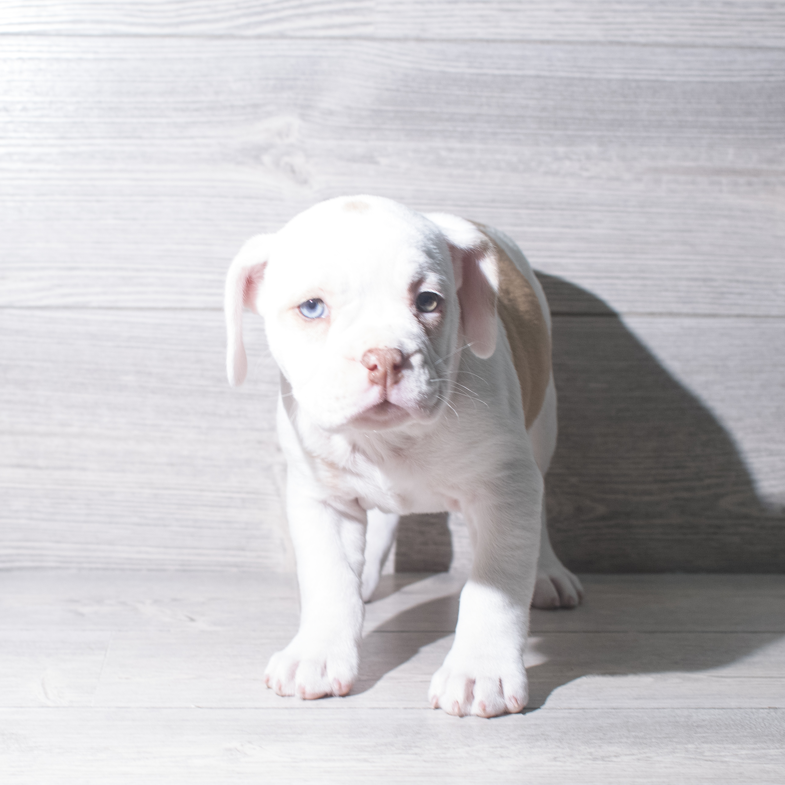 Mini Bullies (F) 5918 Image #1