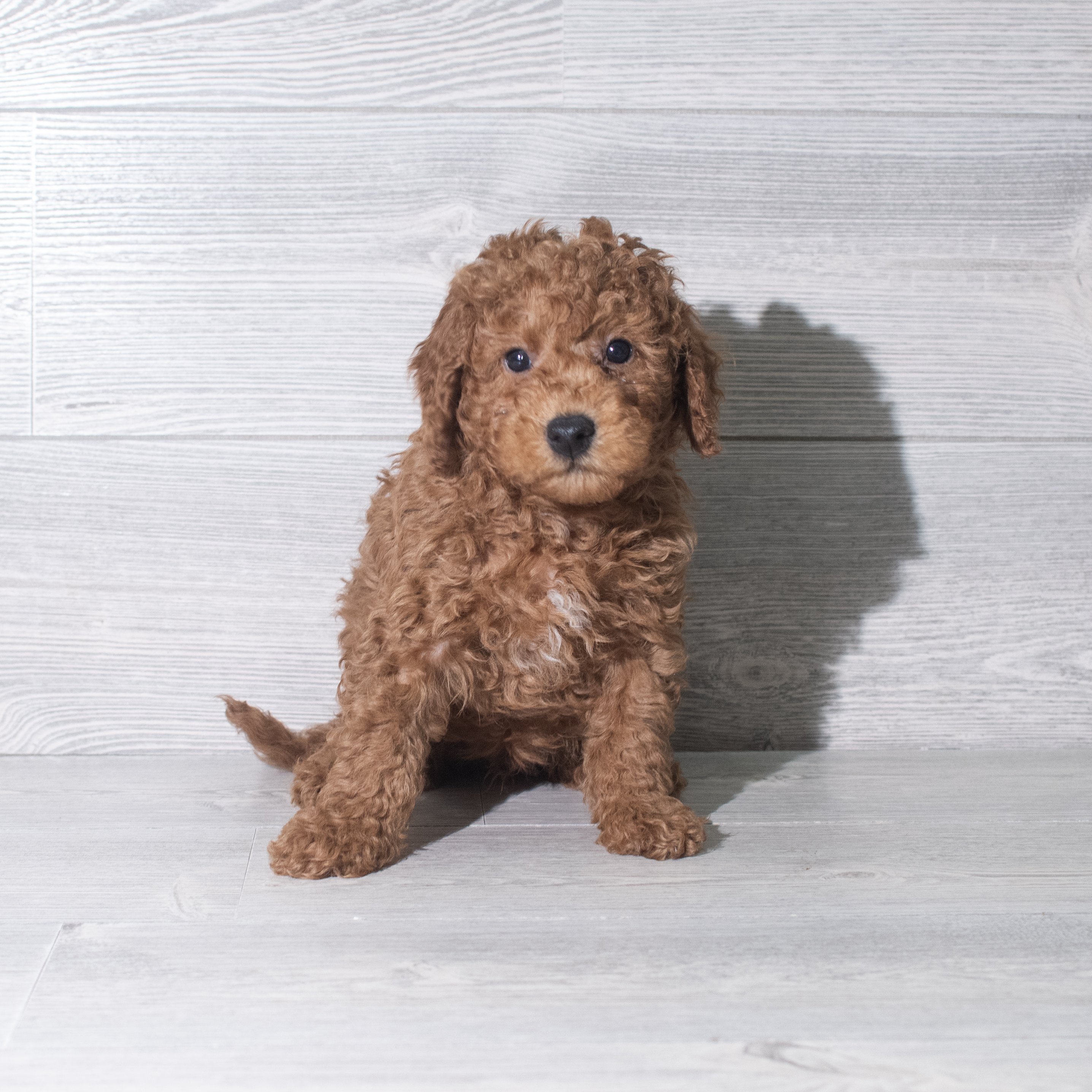 Goldendoodle Mini F1b (M) 5926 Image #1
