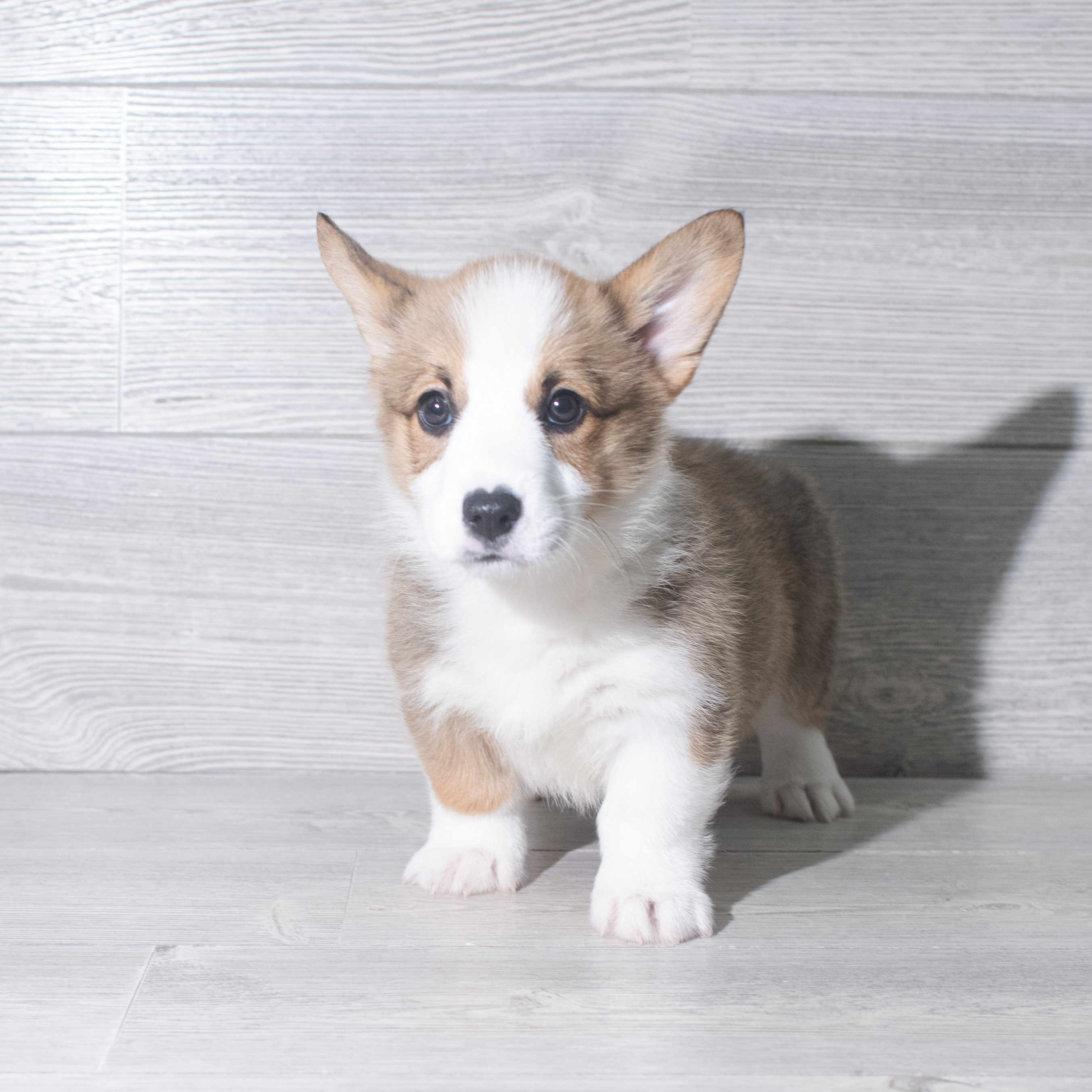 Pembroke Welsh Corgi (M) 5914 Image #1