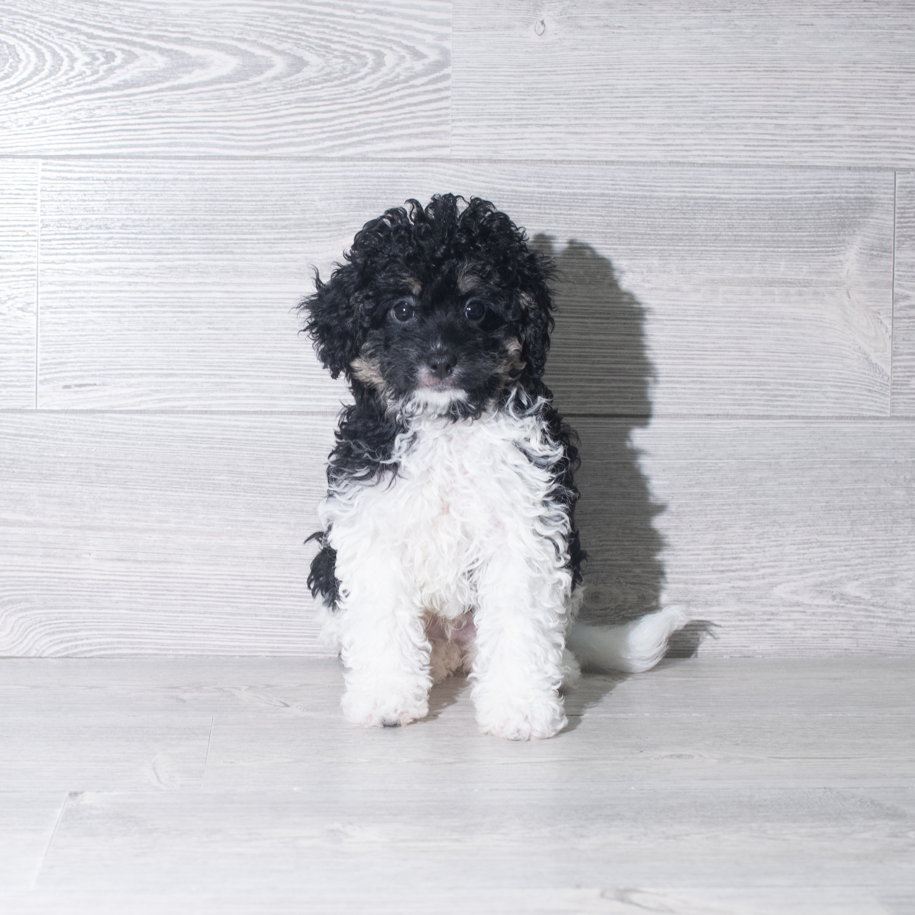 Bernedoodle (M-N) 5905 Image #1