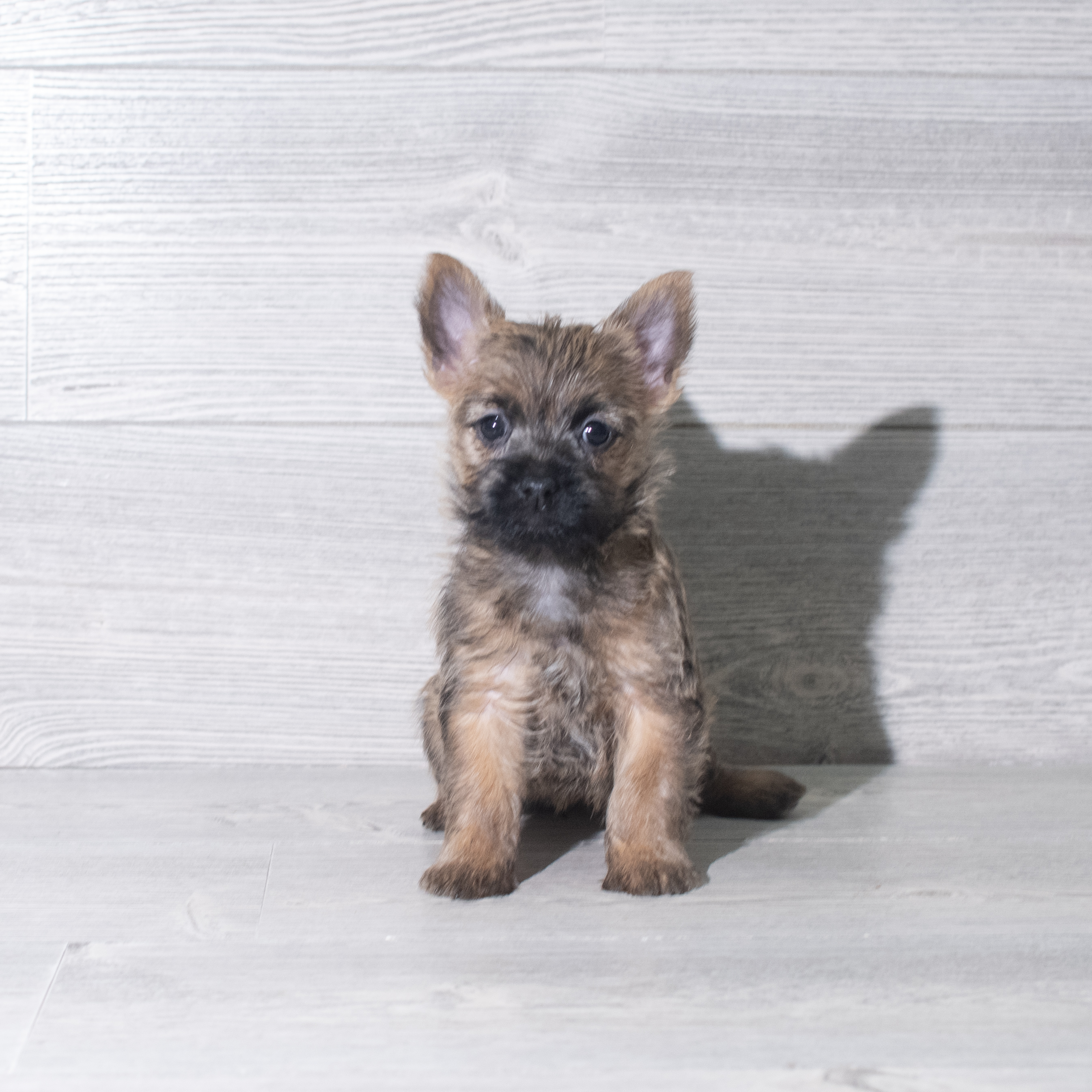 Cairn Terrier (F) 5925 Image #1