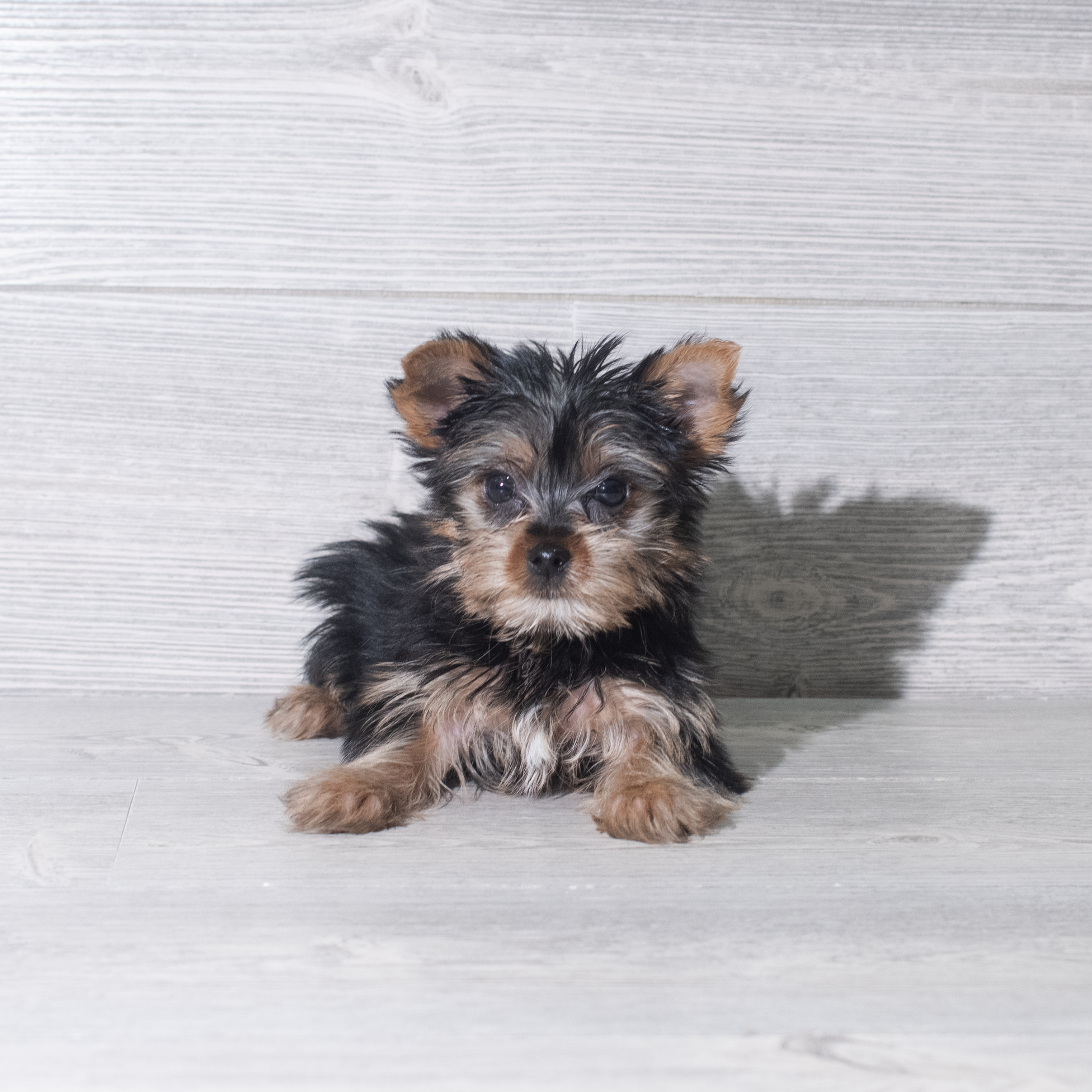 Yorkshire Terrier (F) 5917 Image #1