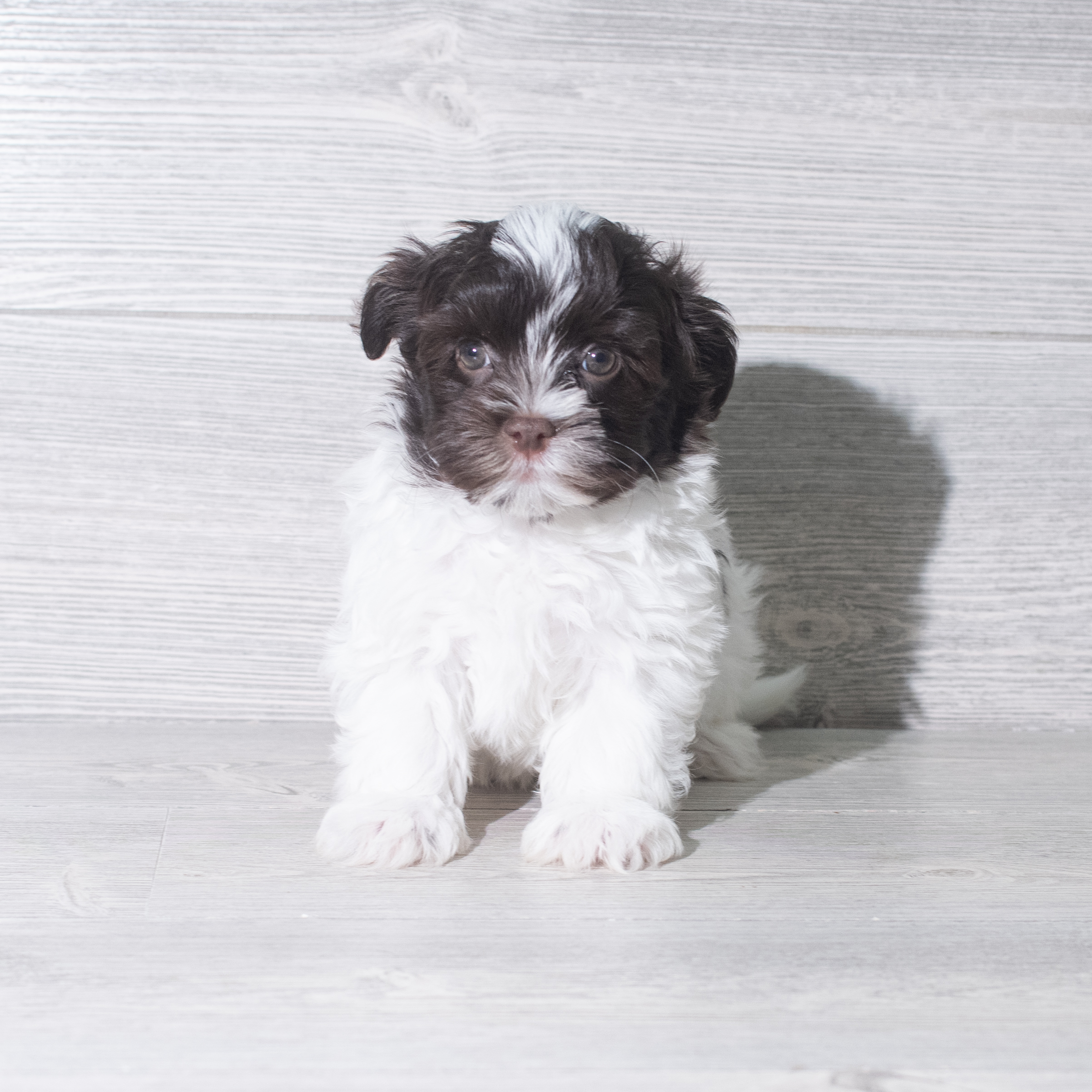 Havanese (M) 5921 Image #1