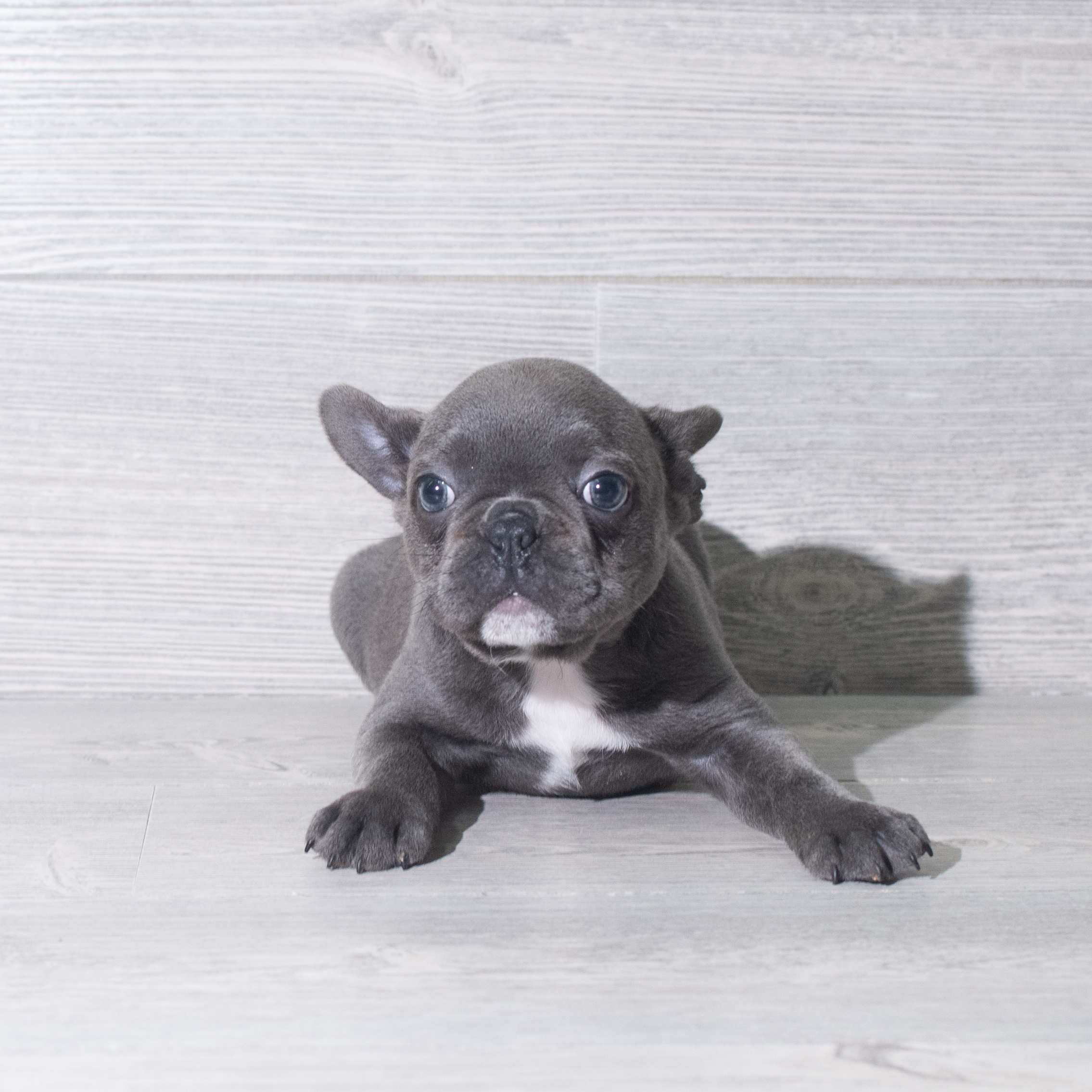 Frenchton (M) 5923 Image #1