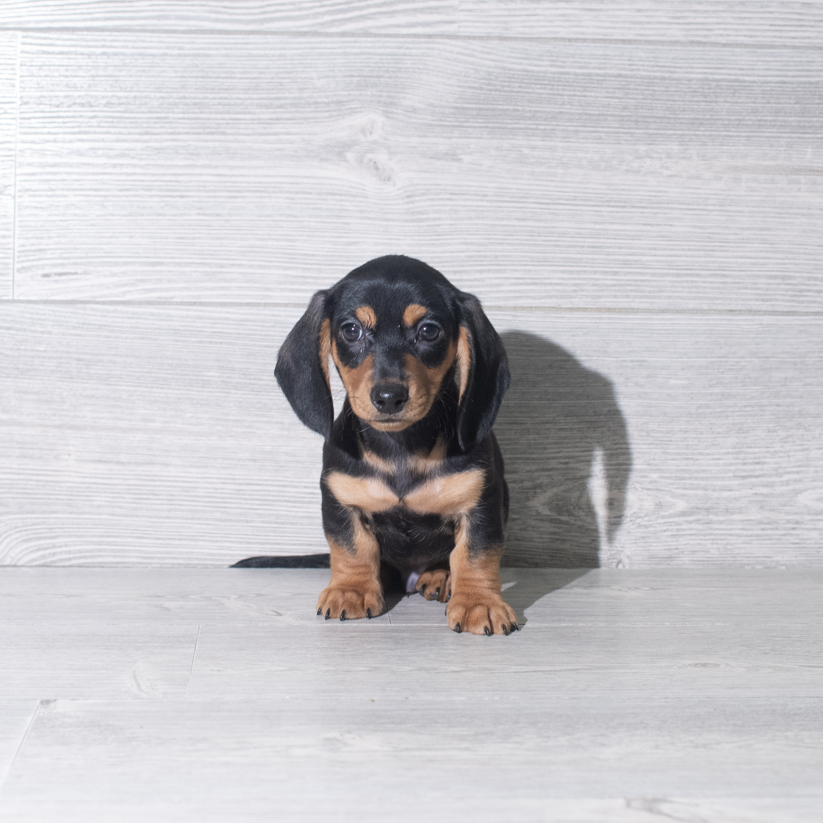 Dachshund (M) 5927 Image #1