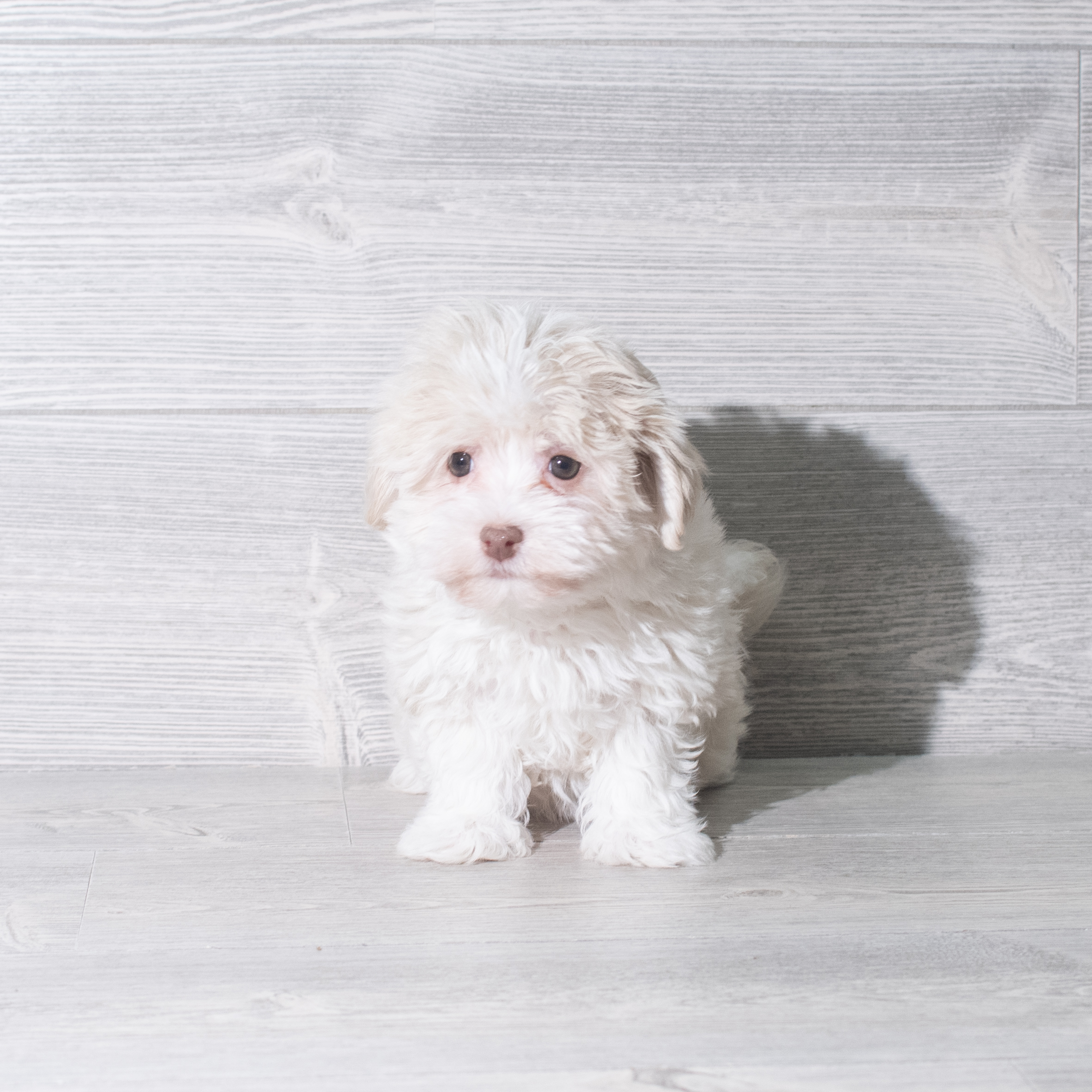 Havanese (F) 5929 Image #1