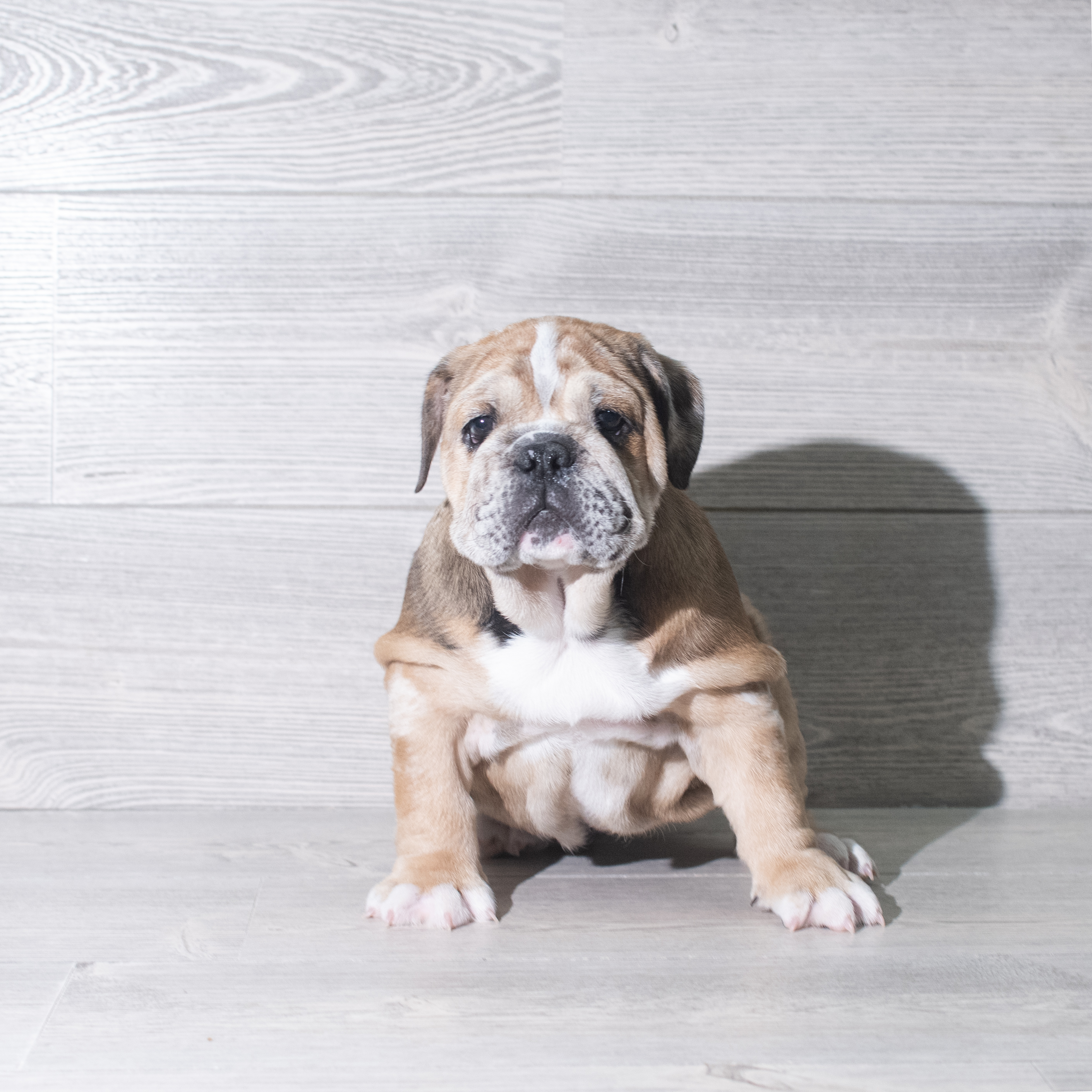 English Bulldog (F) 5910 Image #1