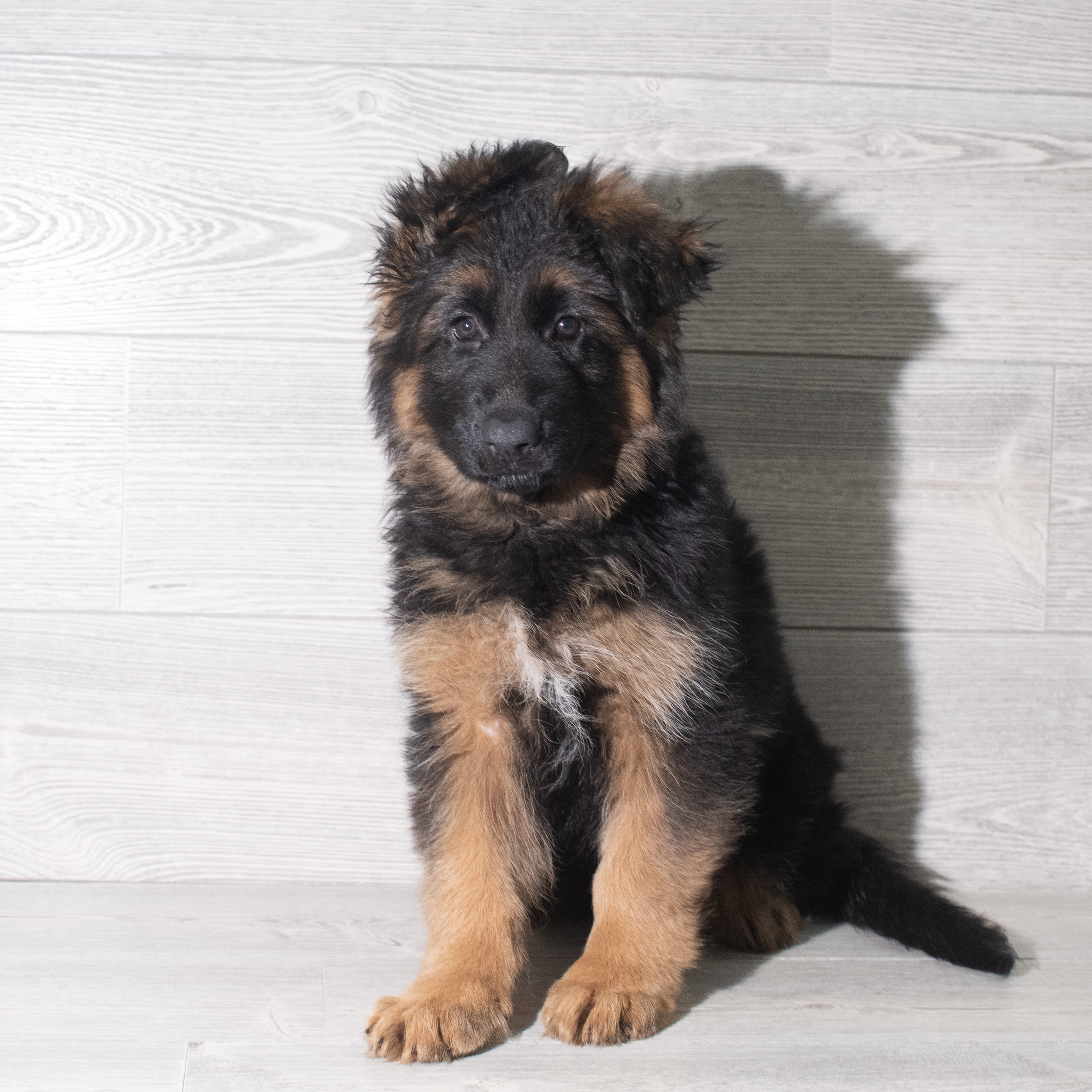 German Shepherd Dog (F) 5911 Image #1