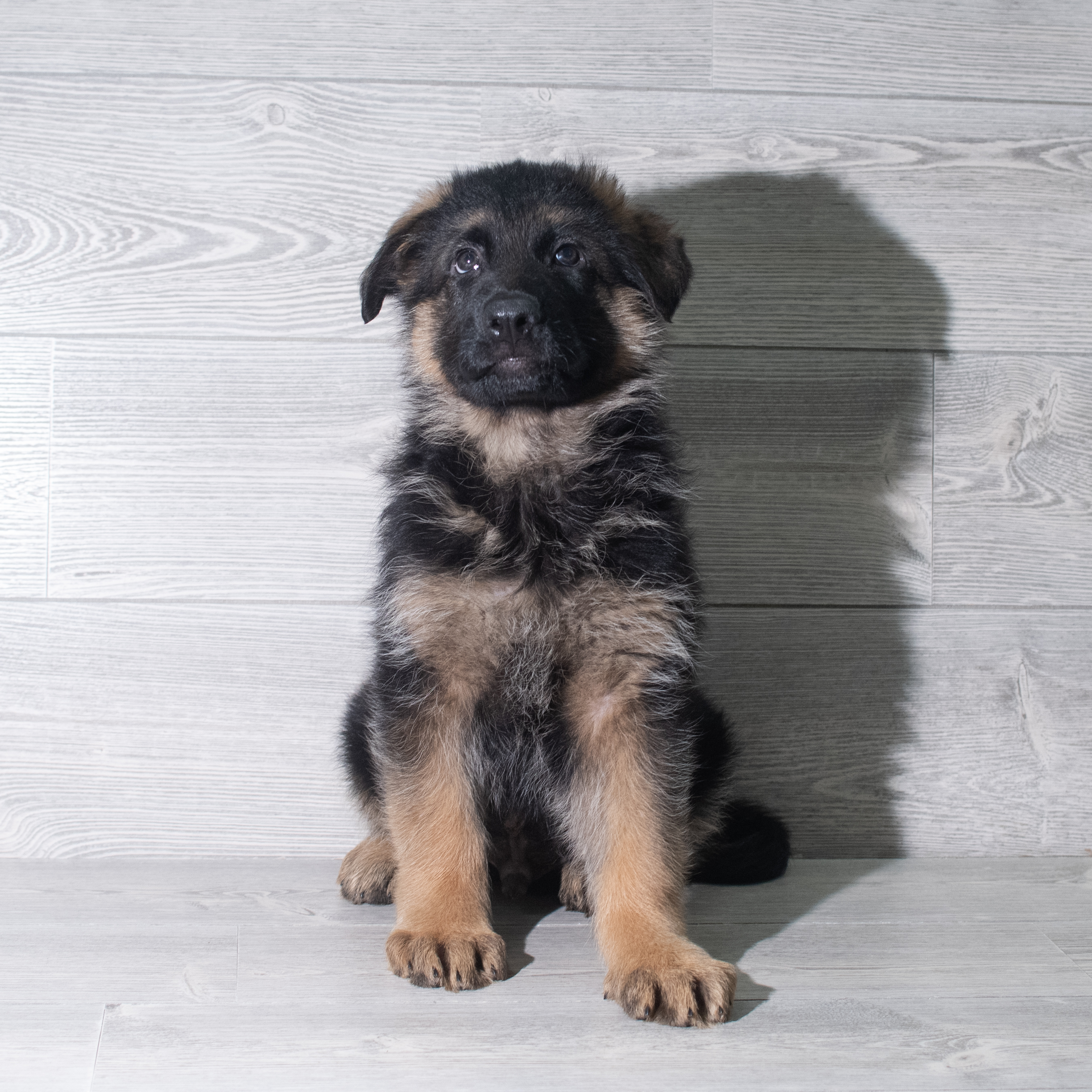 German Shepherd Dog (M) 5912 Image #1