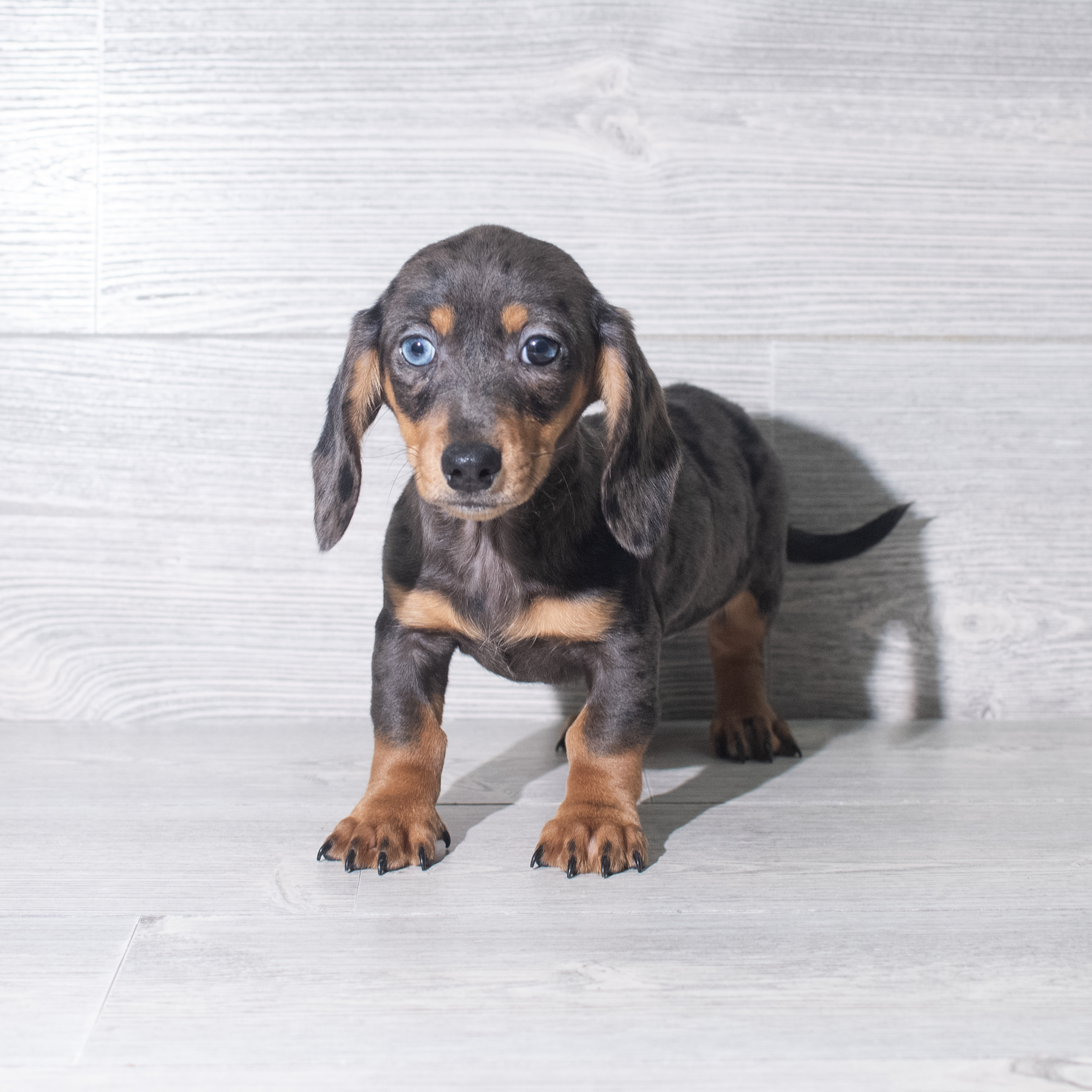 Dachshund (F) 5879 Image #1